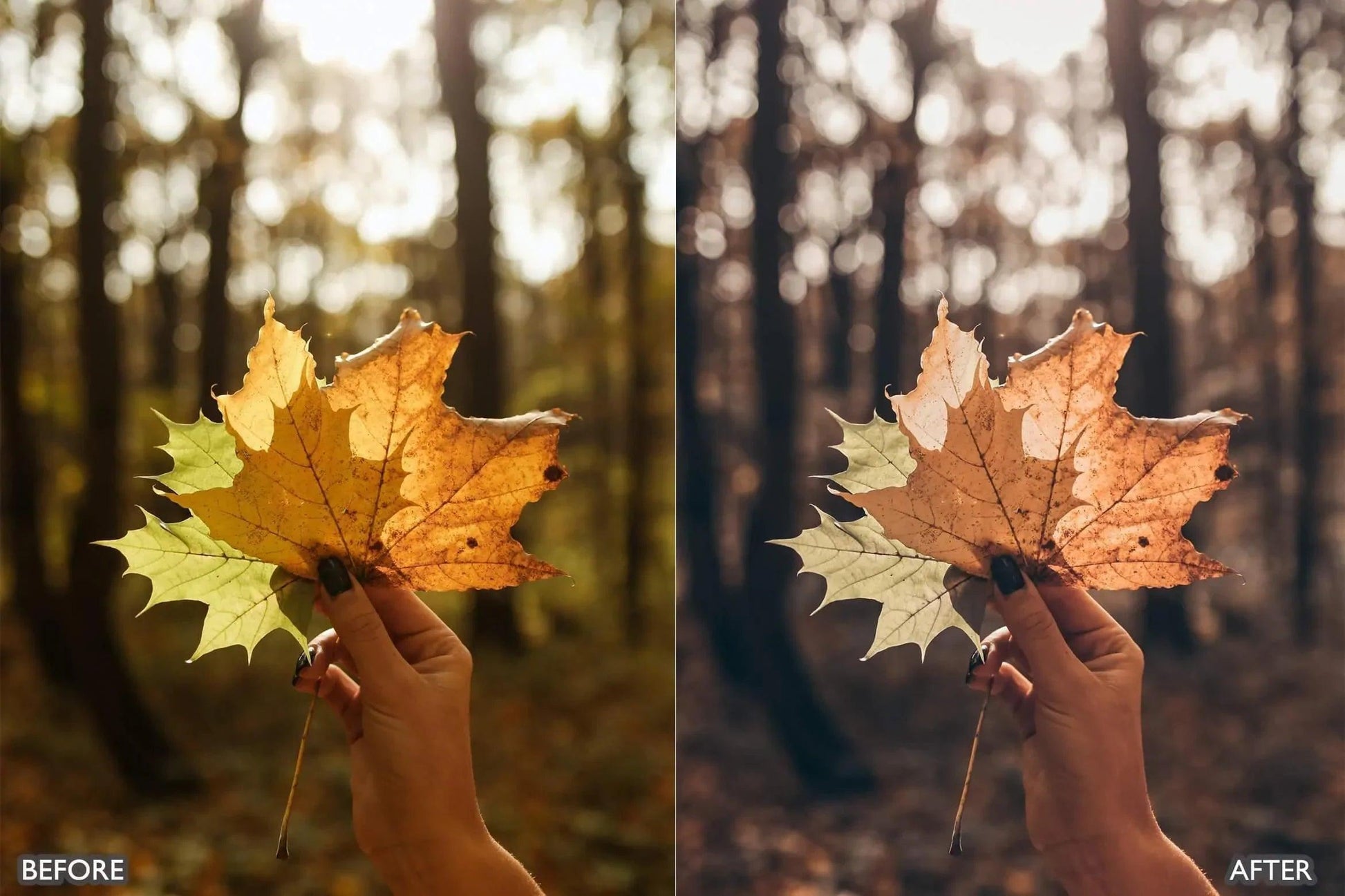 Autumn Fall Tones Lightroom Presets - adobe lightroom presets, Blogger presets, Cinematic Presets, cream presets, Fall Presets, instagram presets, lightroom presets, Portrait presets, presets before and after, professional lightroom presets - aaapresets.com