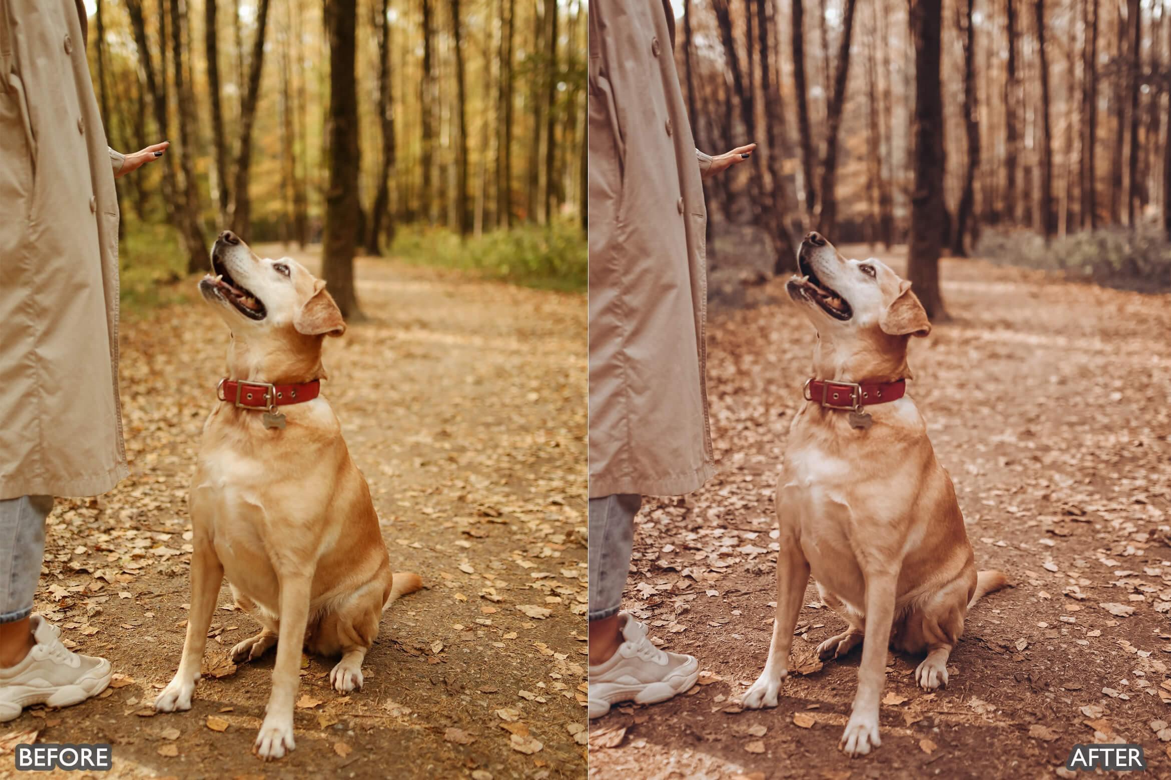 Autumn Fall Tones Lightroom Presets - Lightroom Presets - by AAA Presets