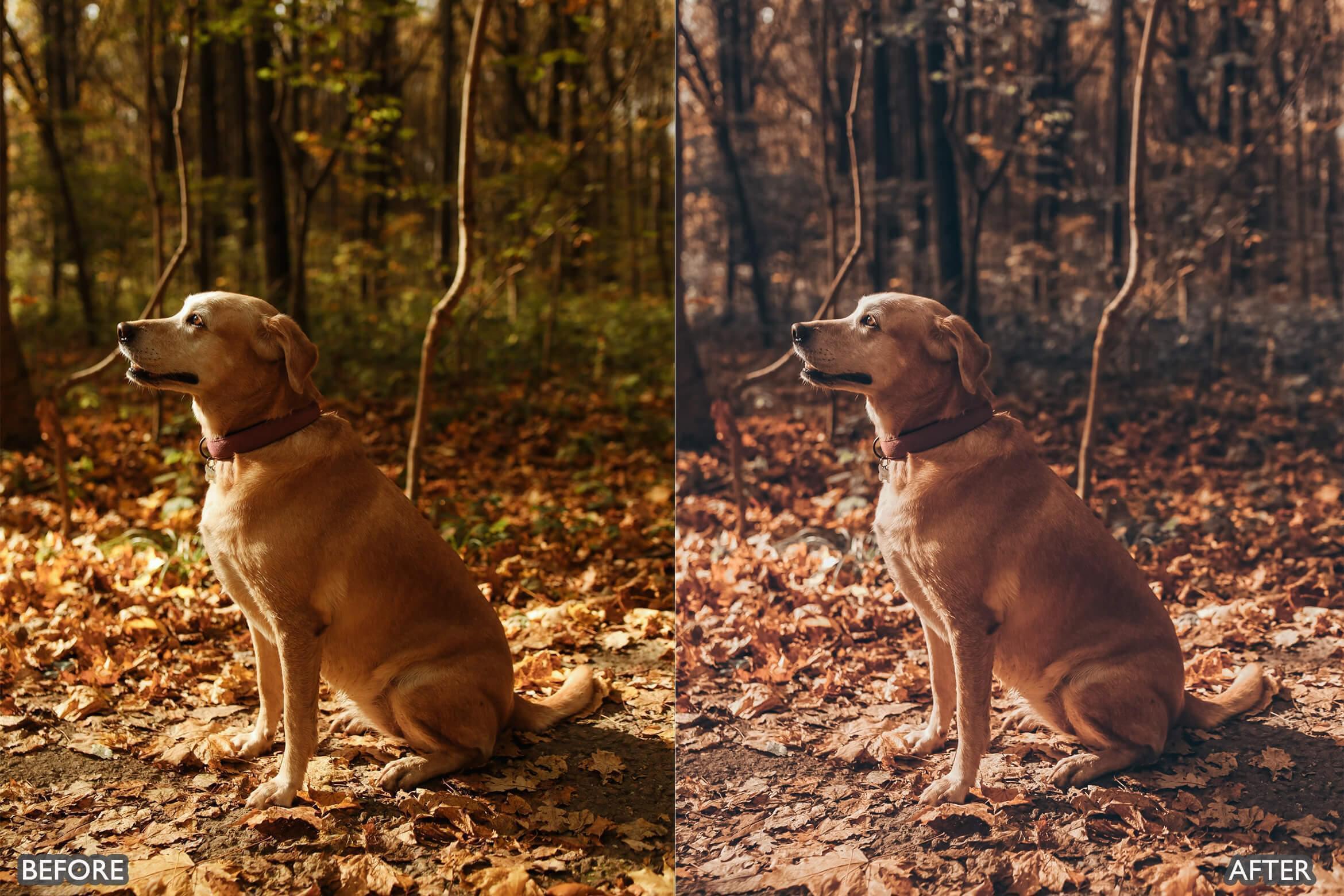 Autumn Fall Tones Lightroom Presets - Lightroom Presets - by AAA Presets