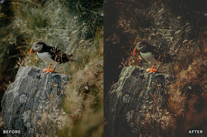 Bird Photography Wildlife Cinematic Lightroom Presets - Cinematic photo effects, Cinematic Presets, Digital photography, HDR Lightroom presets, HDR presets, Lightroom CC presets, Lightroom classic presets, Lightroom editing, Lightroom mobile presets, lightroom presets - aaapresets.com