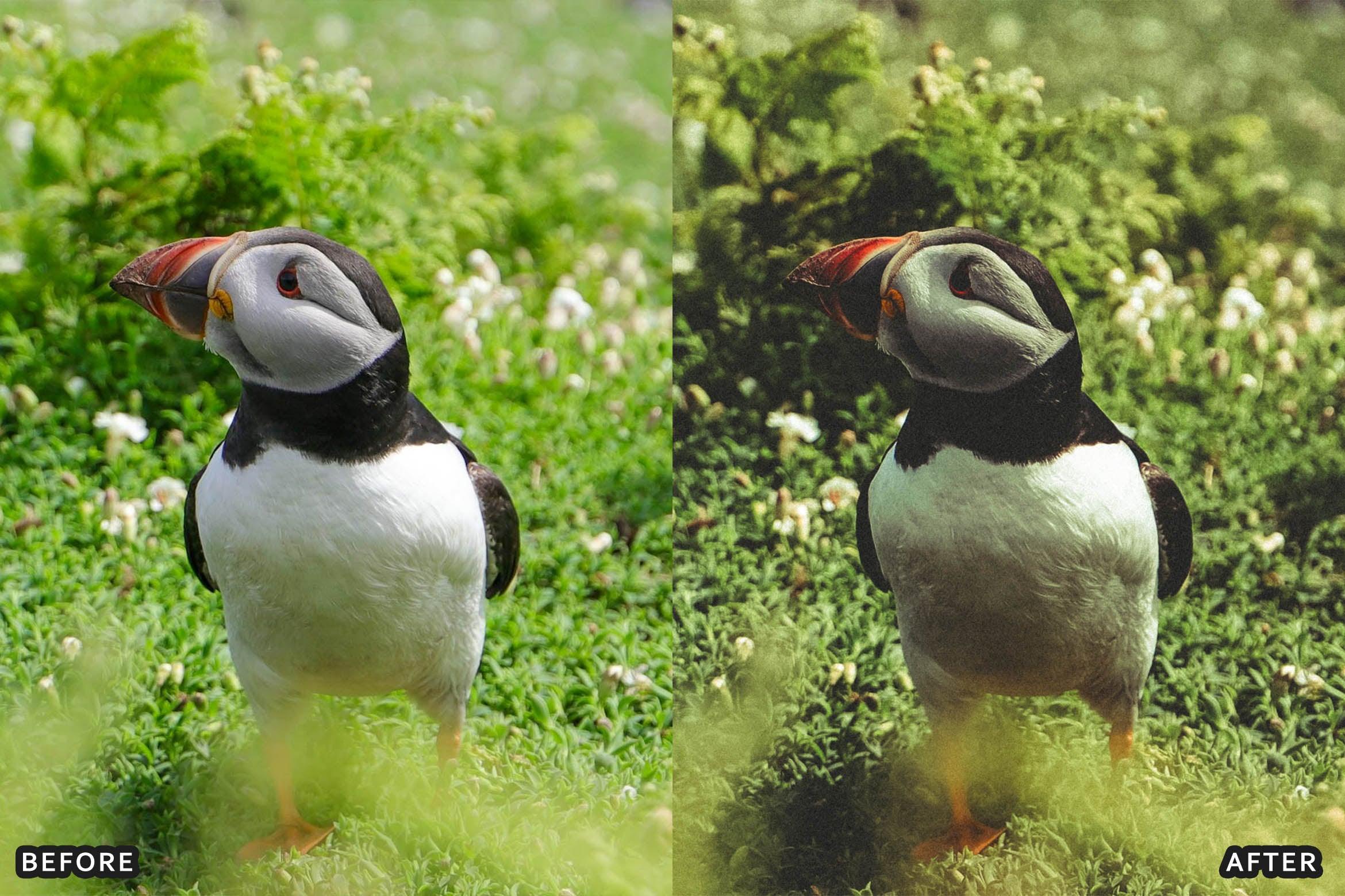 Bird Photography Wildlife Cinematic Lightroom Presets - Lightroom Presets - by AAA Presets