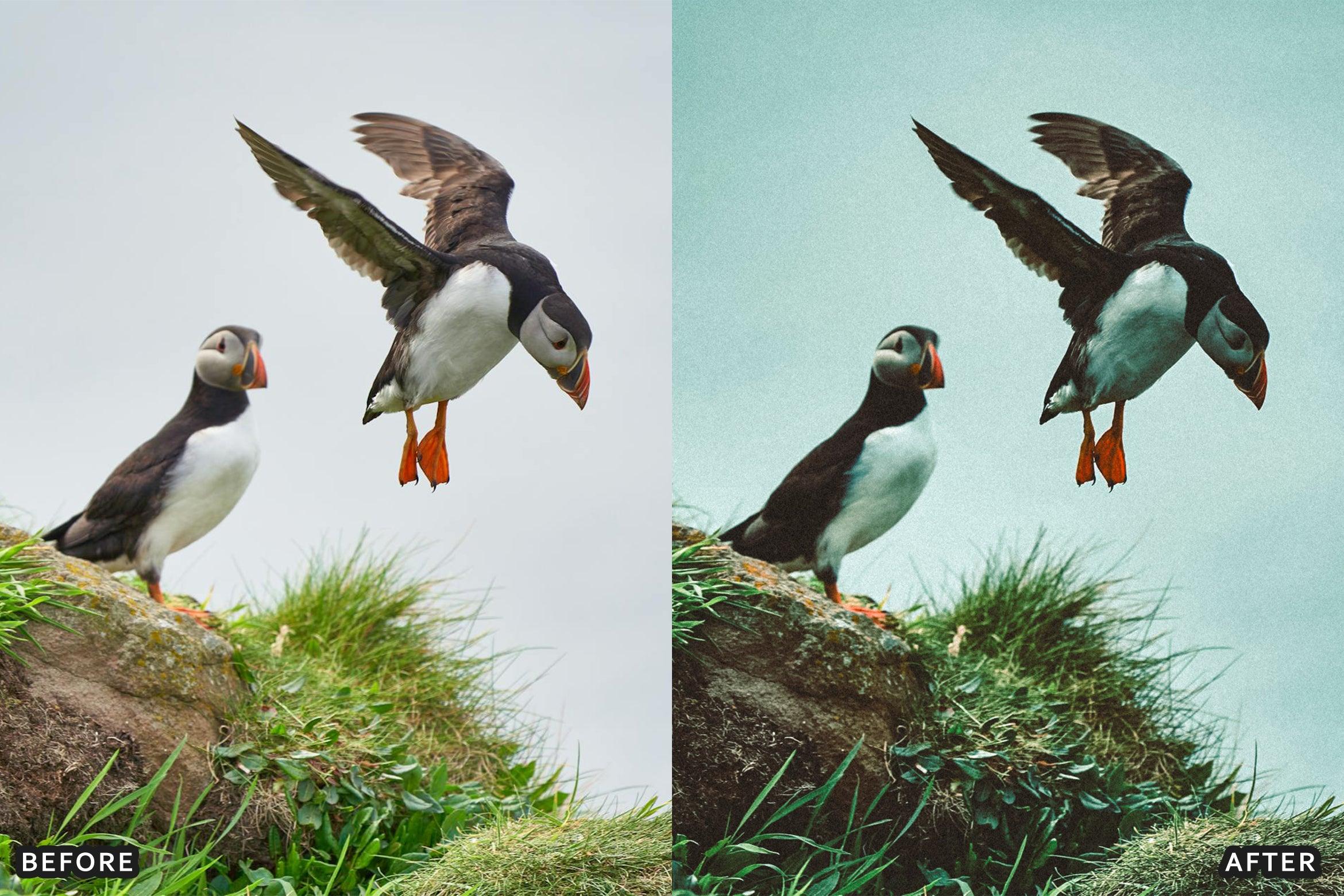 Bird Photography Wildlife Cinematic Lightroom Presets - Lightroom Presets - by AAA Presets