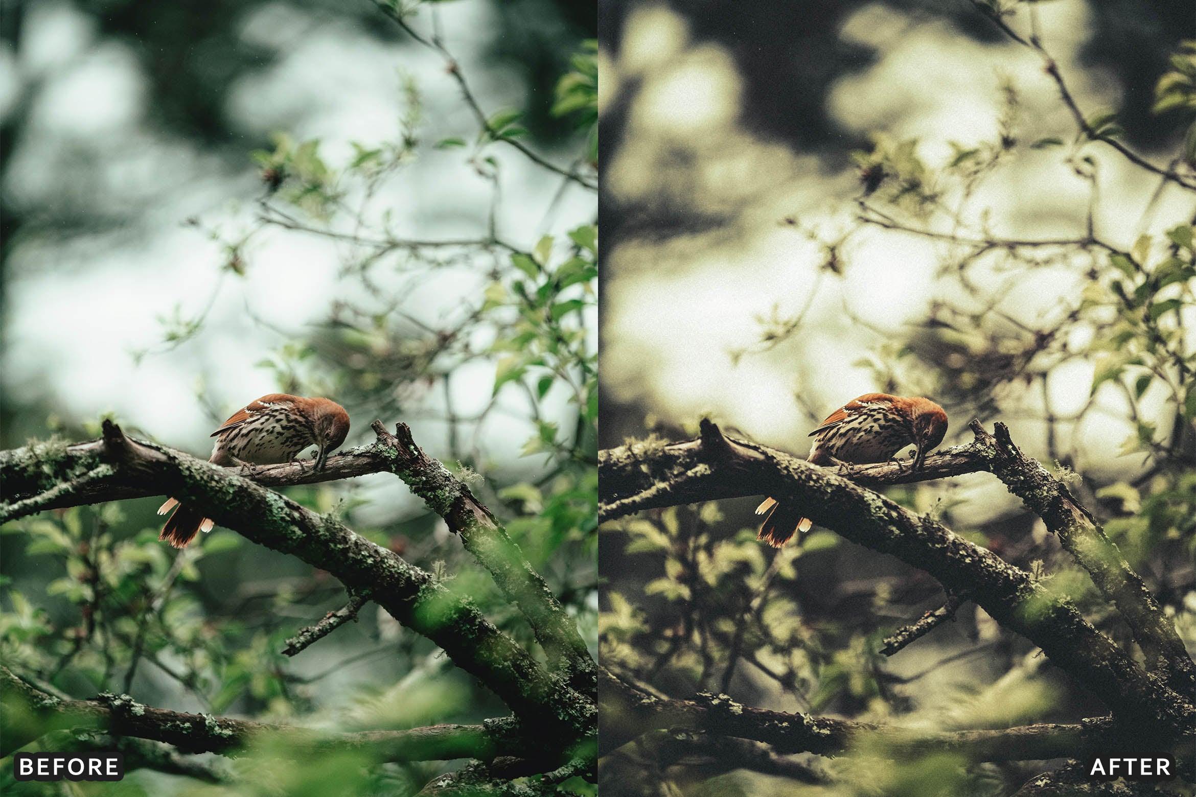 Bird Photography Wildlife Cinematic Lightroom Presets - Lightroom Presets - by AAA Presets