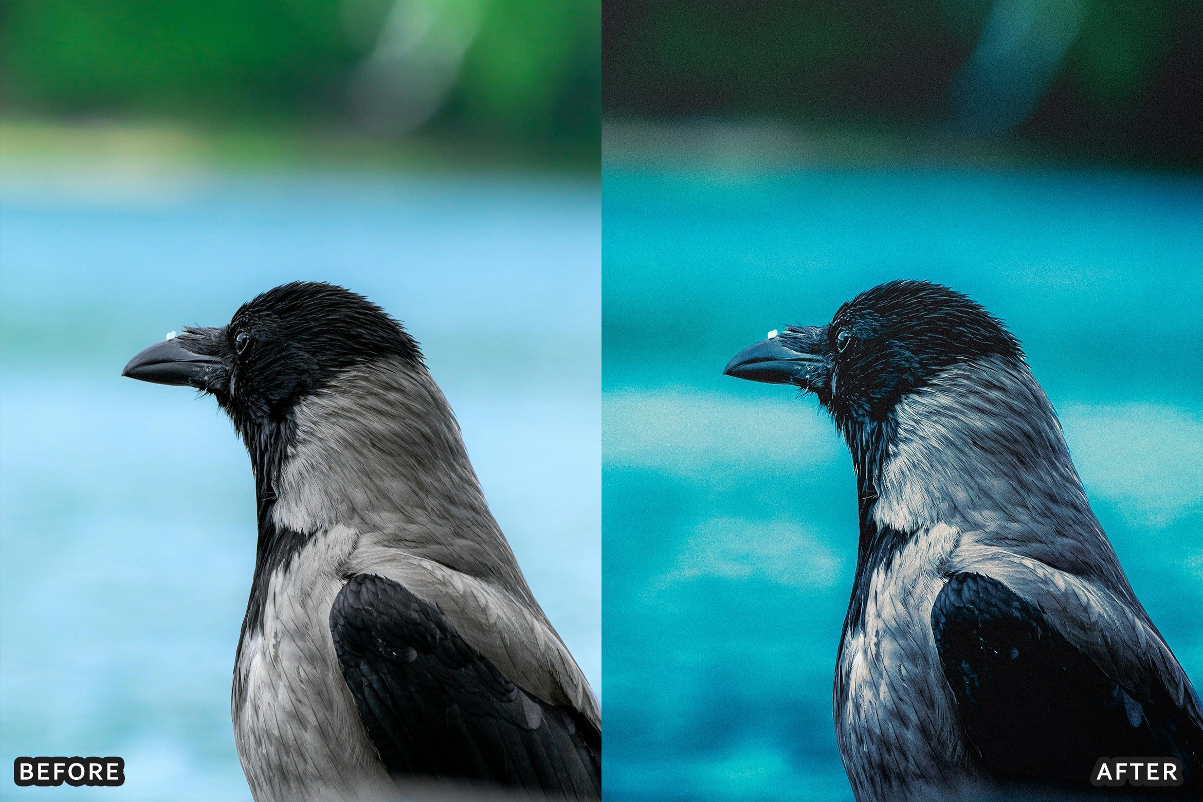 AI-Optimized Cinematic Bird Wildlife Lightroom Presets - Lightroom Presets - by AAA Presets