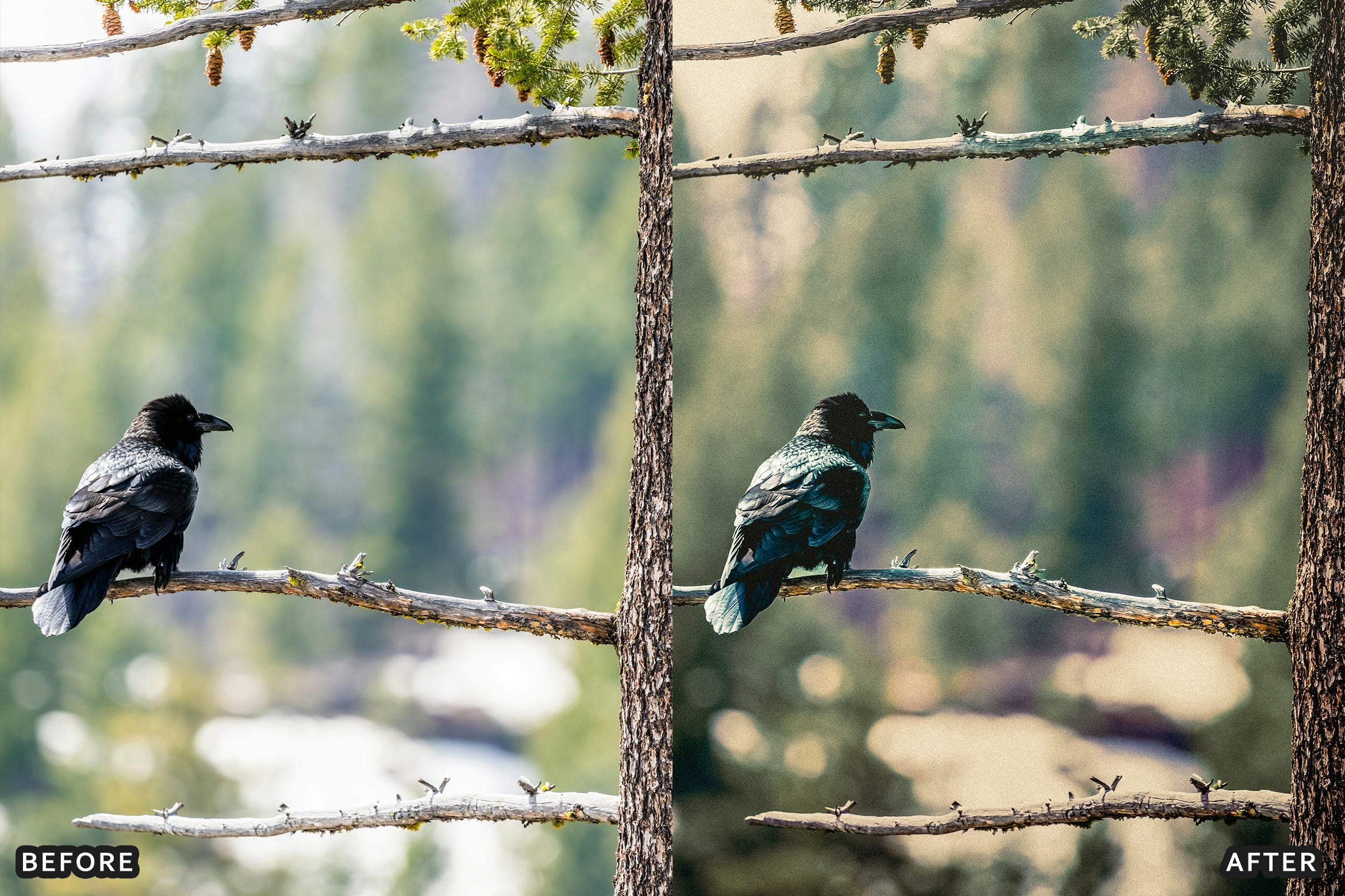 AI-Optimized Cinematic Bird Wildlife Lightroom Presets - Lightroom Presets - by AAA Presets