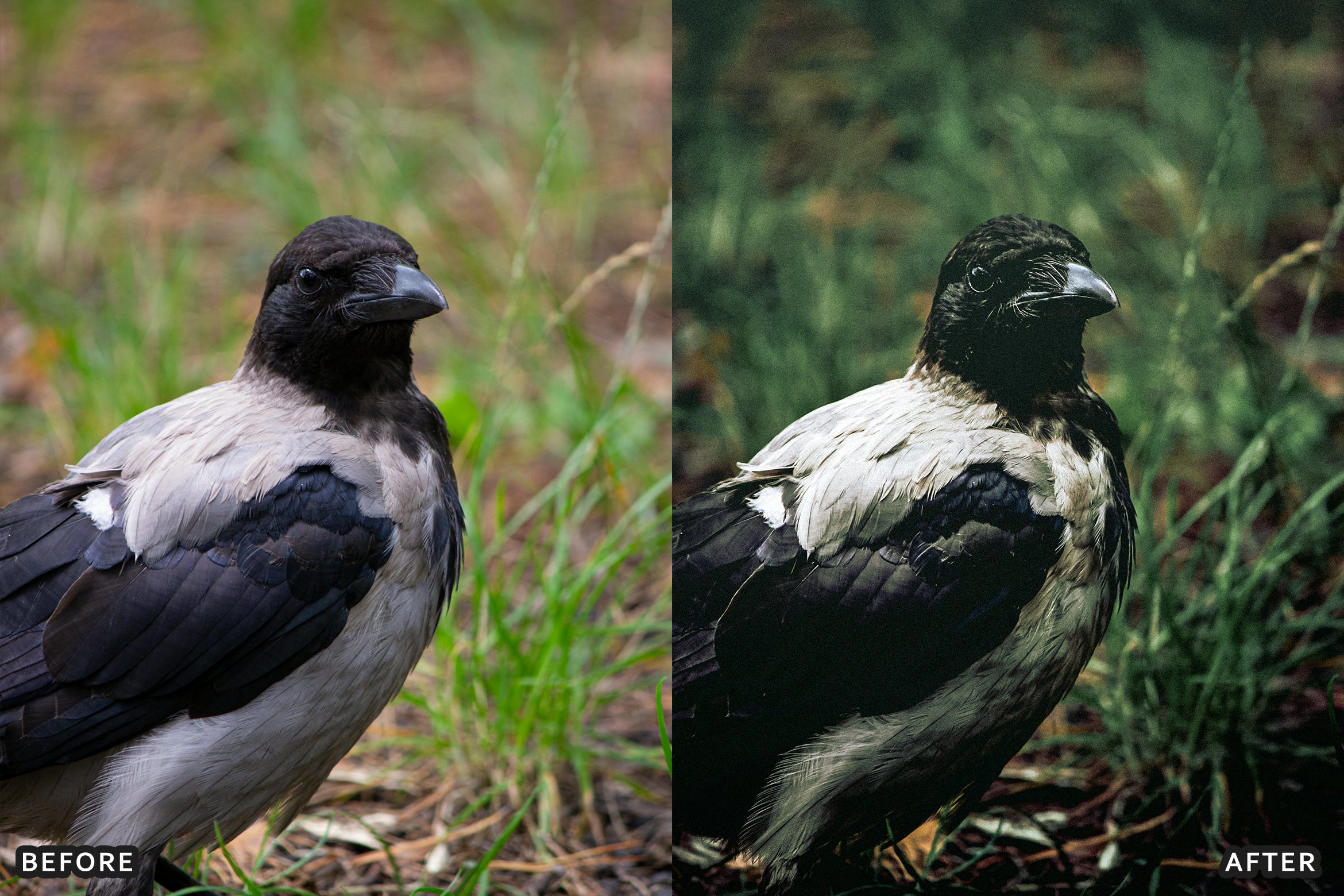 AI-Optimized Cinematic Bird Wildlife Lightroom Presets - Lightroom Presets - by AAA Presets