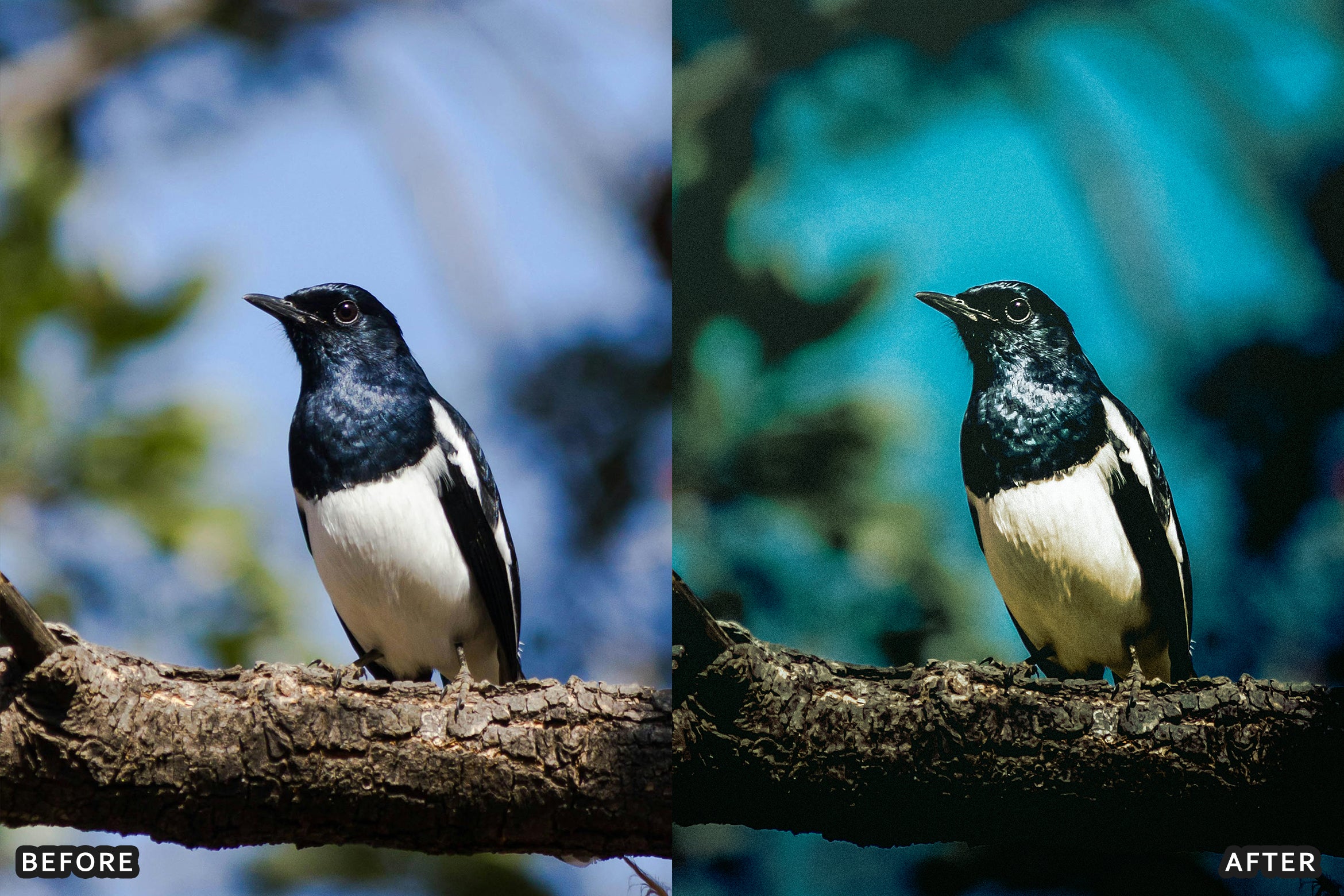 AI-Optimized Cinematic Bird Wildlife Lightroom Presets - Lightroom Presets - by AAA Presets