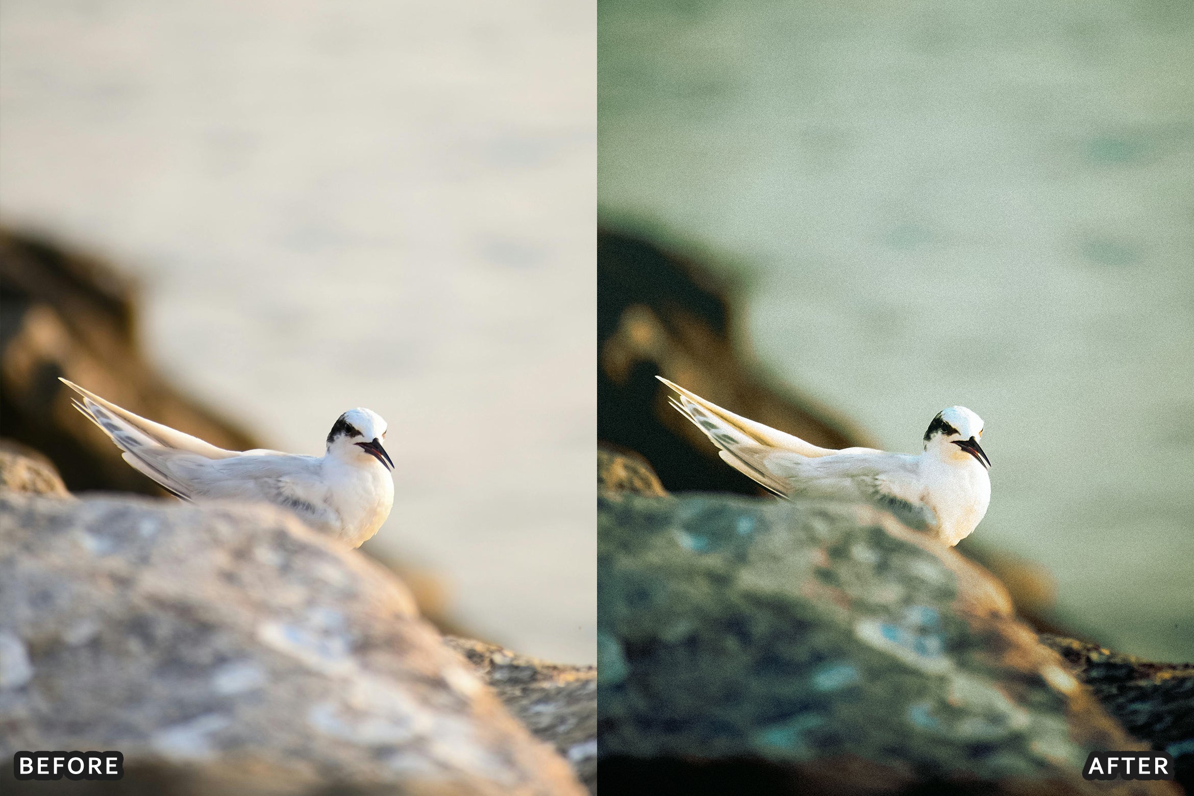 AI-Optimized Cinematic Bird Wildlife Lightroom Presets - Lightroom Presets - by AAA Presets