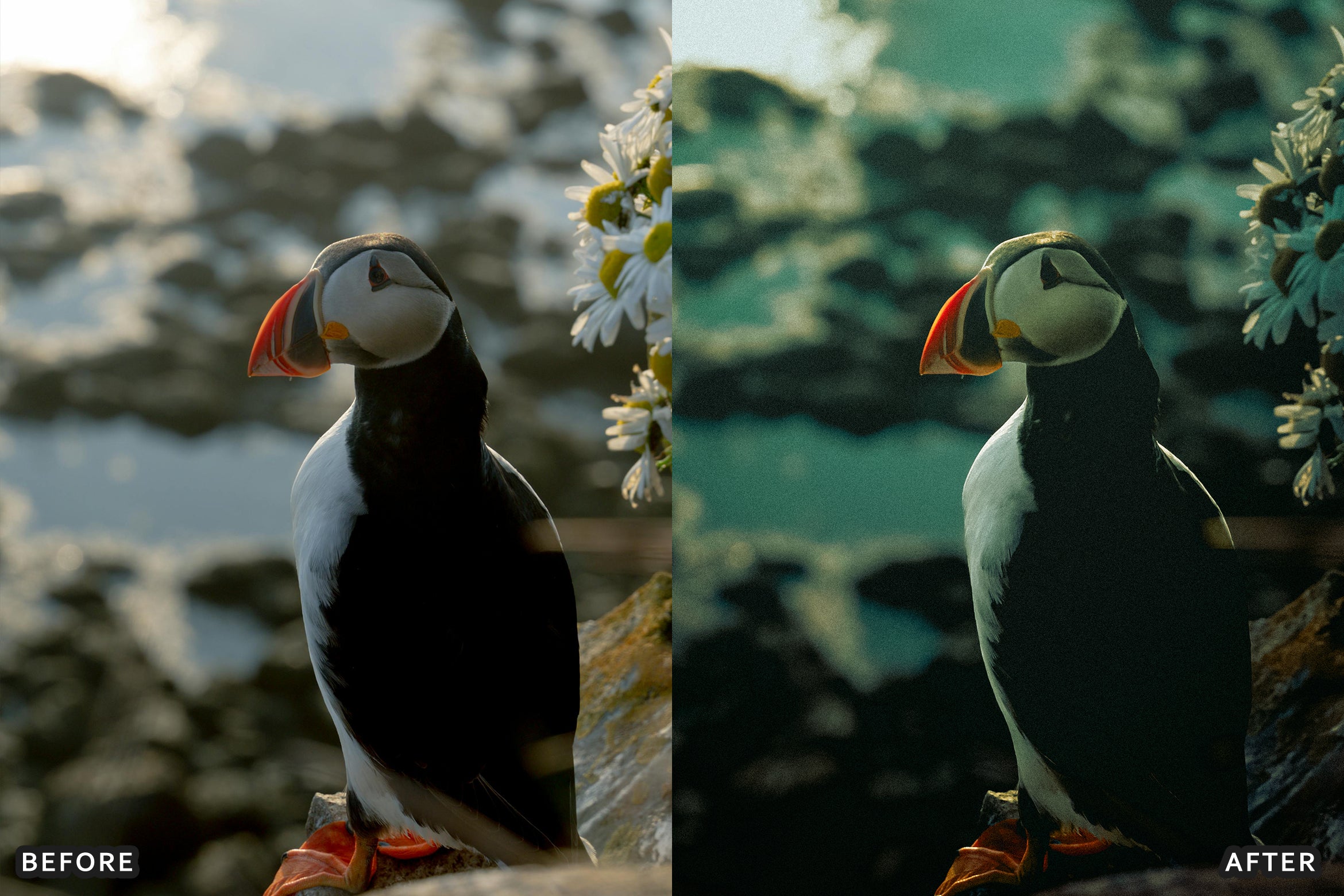 AI-Optimized Cinematic Bird Wildlife Lightroom Presets - Lightroom Presets - by AAA Presets