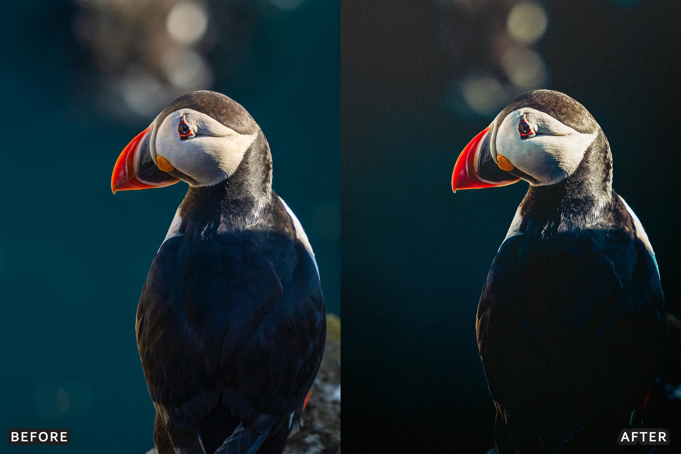 AI-Optimized Cinematic Bird Wildlife Lightroom Presets - Lightroom Presets - by AAA Presets