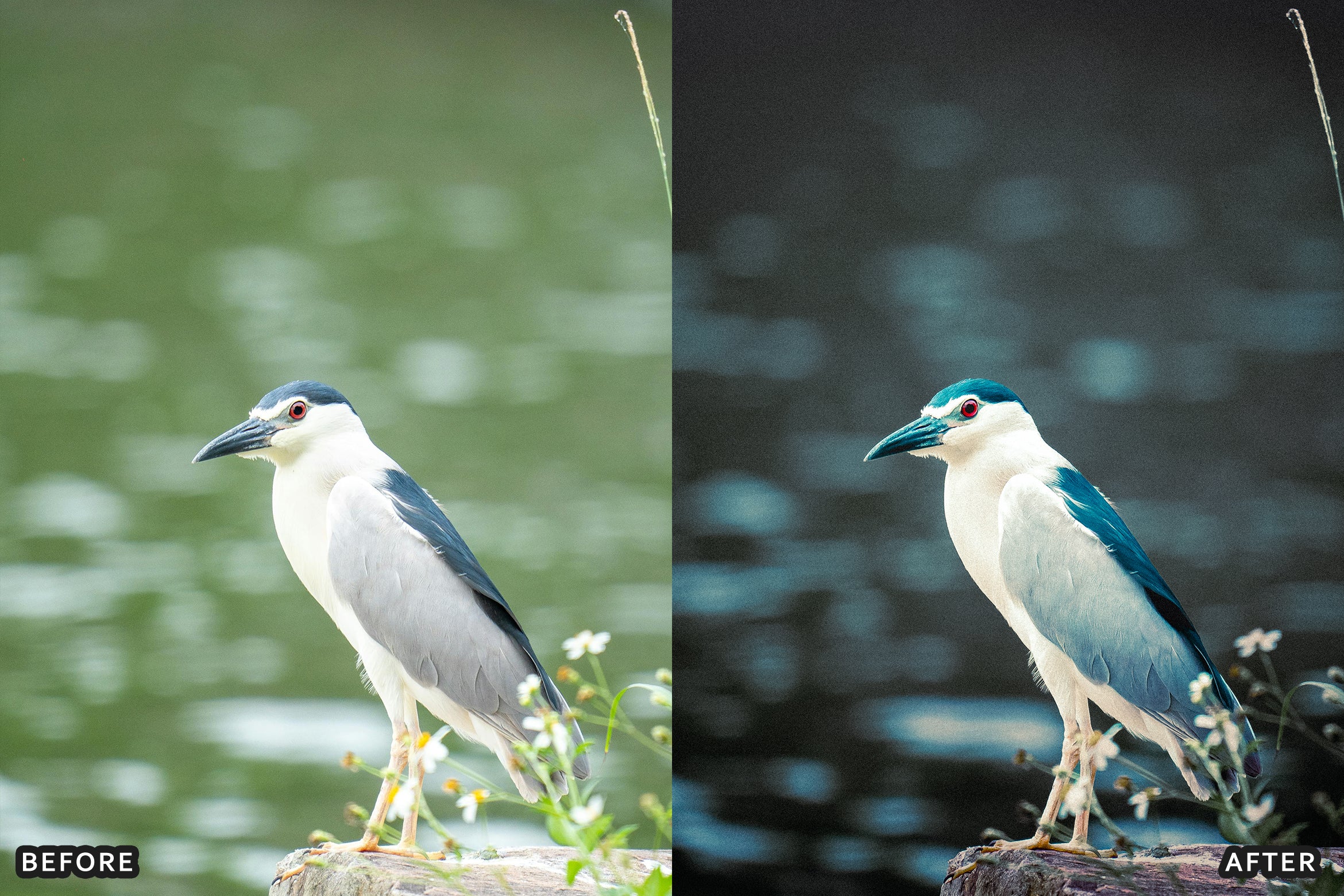 AI-Optimized Cinematic Bird Wildlife Lightroom Presets - Lightroom Presets - by AAA Presets
