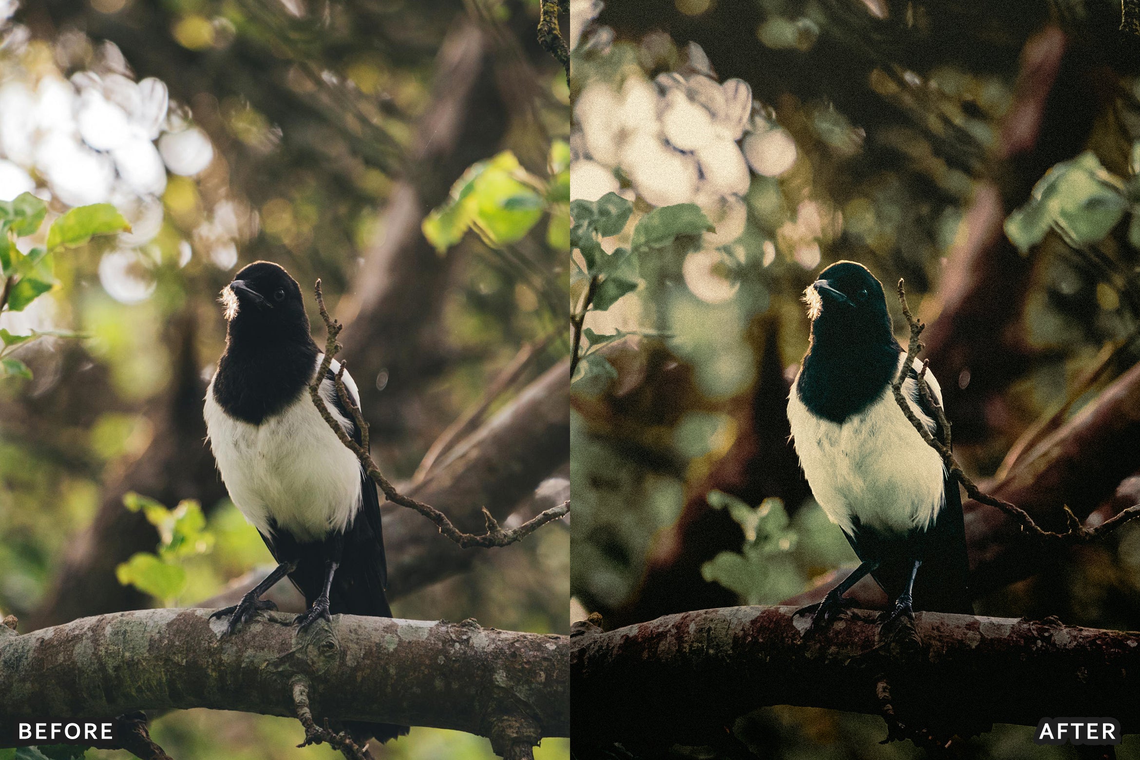AI-Optimized Cinematic Bird Wildlife Lightroom Presets - Lightroom Presets - by AAA Presets