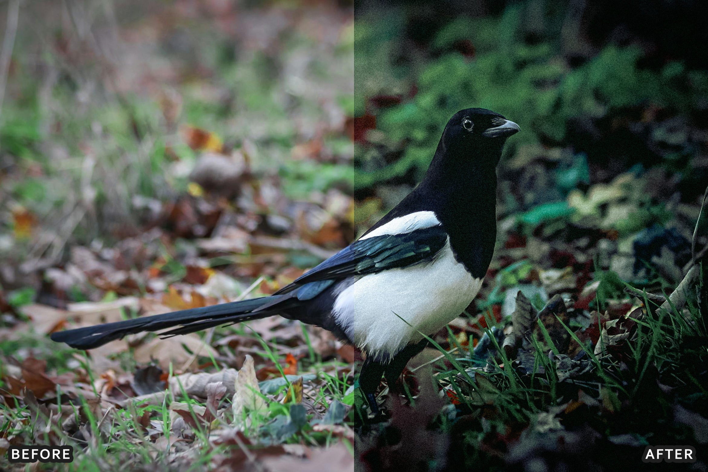 AI-Optimized Cinematic Bird Wildlife Lightroom Presets - Lightroom Presets - by AAA Presets