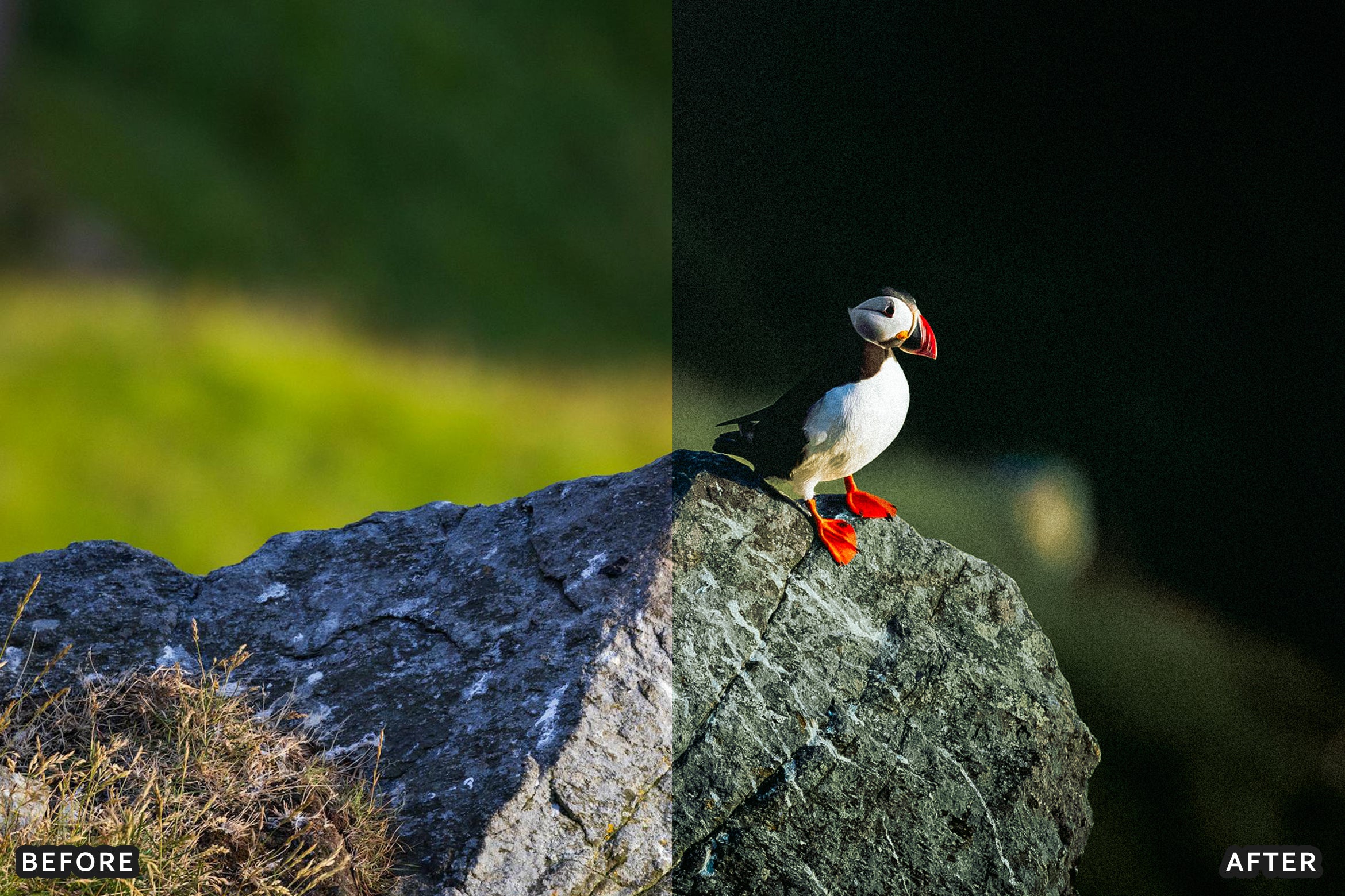 AI-Optimized Cinematic Bird Wildlife Lightroom Presets - Lightroom Presets - by AAA Presets