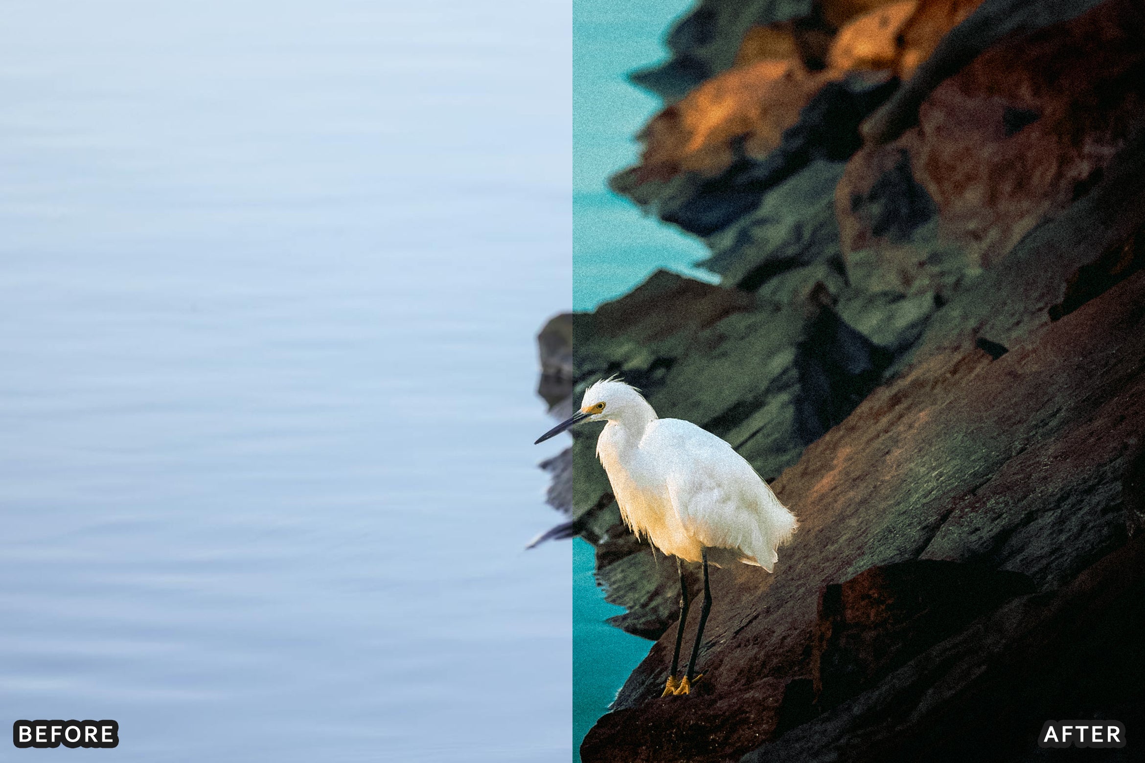 AI-Optimized Cinematic Bird Wildlife Lightroom Presets - Lightroom Presets - by AAA Presets