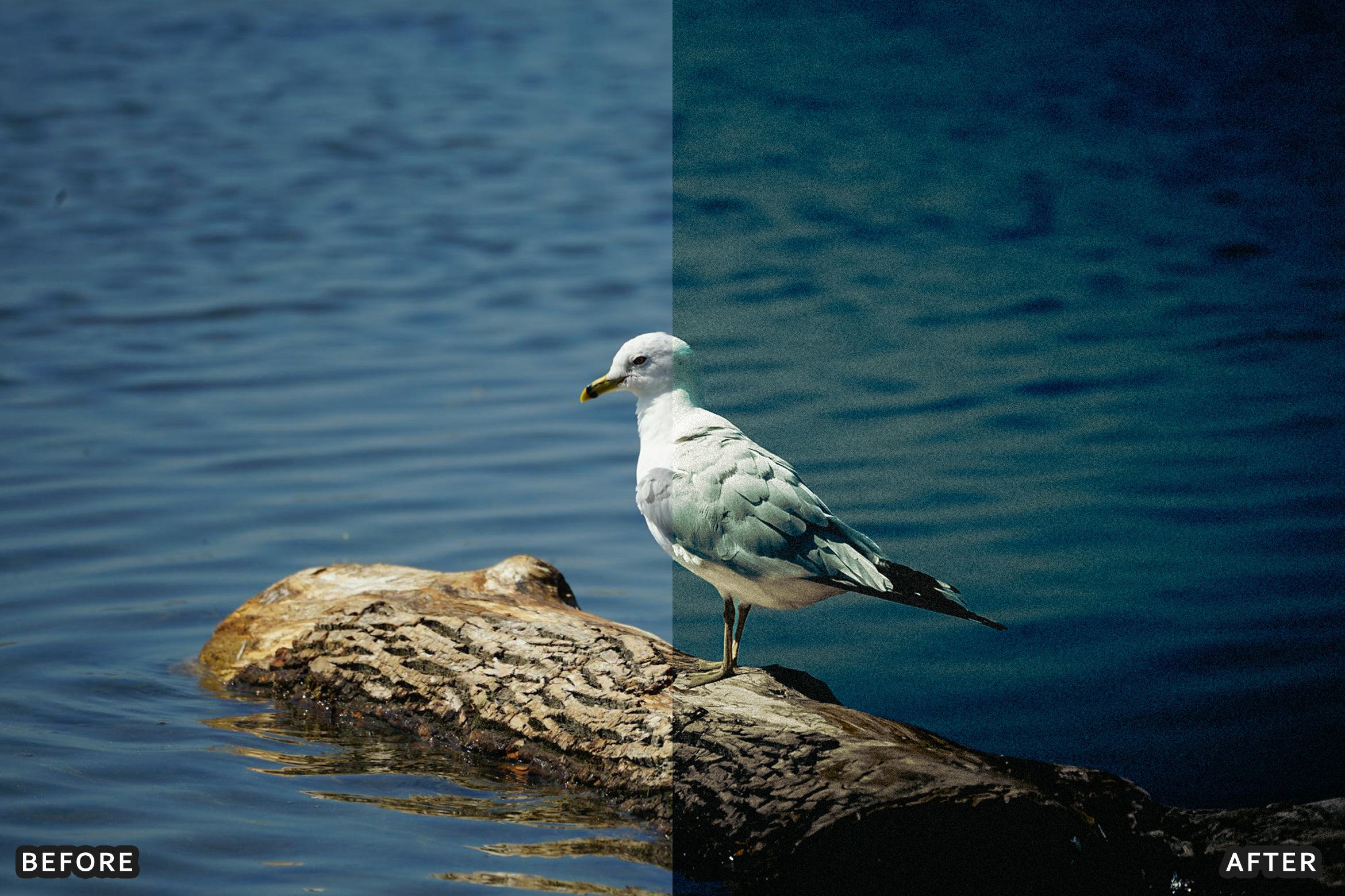 AI-Optimized Cinematic Bird Wildlife Lightroom Presets - Lightroom Presets - by AAA Presets