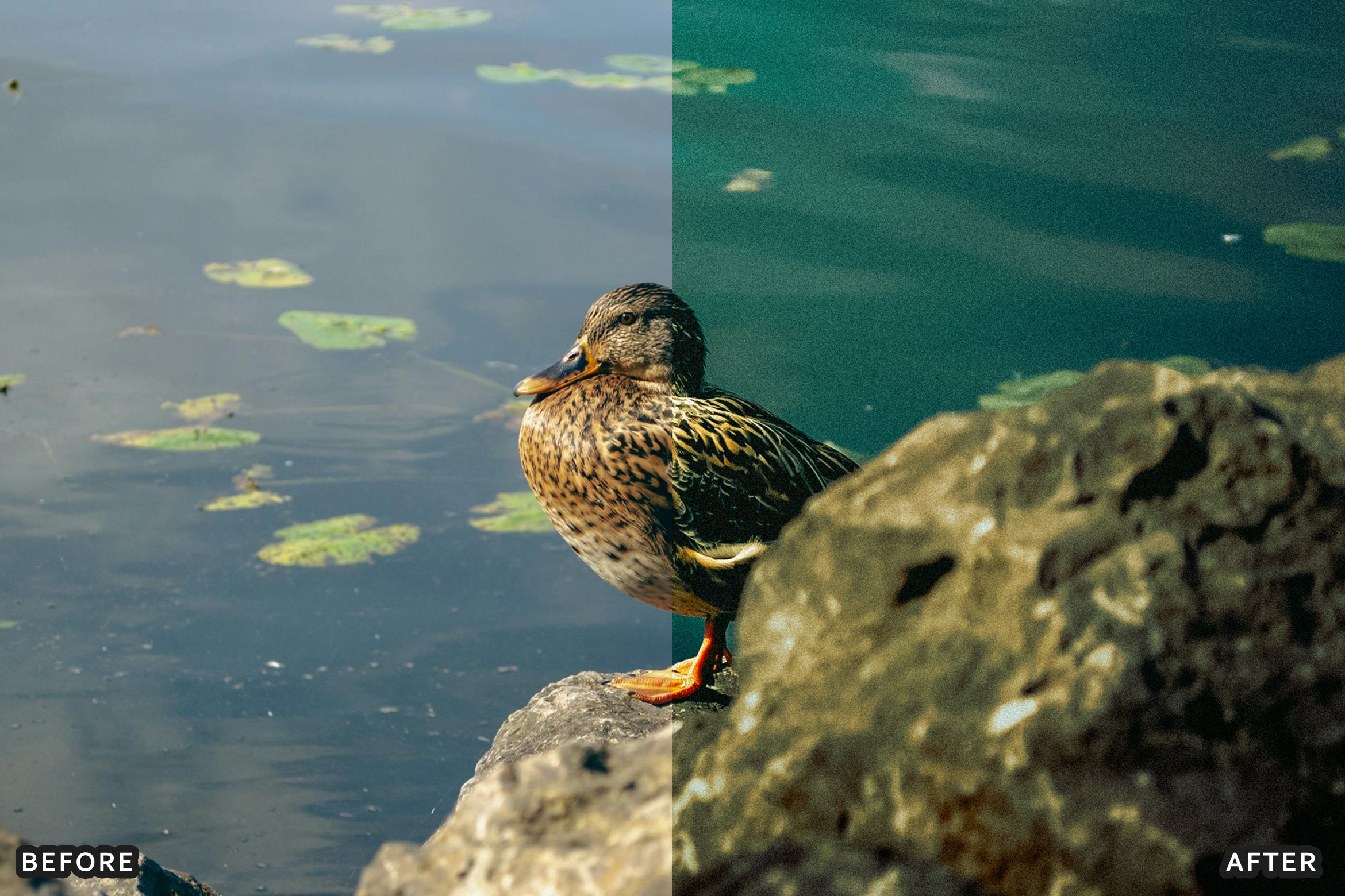 AI-Optimized Cinematic Bird Wildlife Lightroom Presets - Lightroom Presets - by AAA Presets