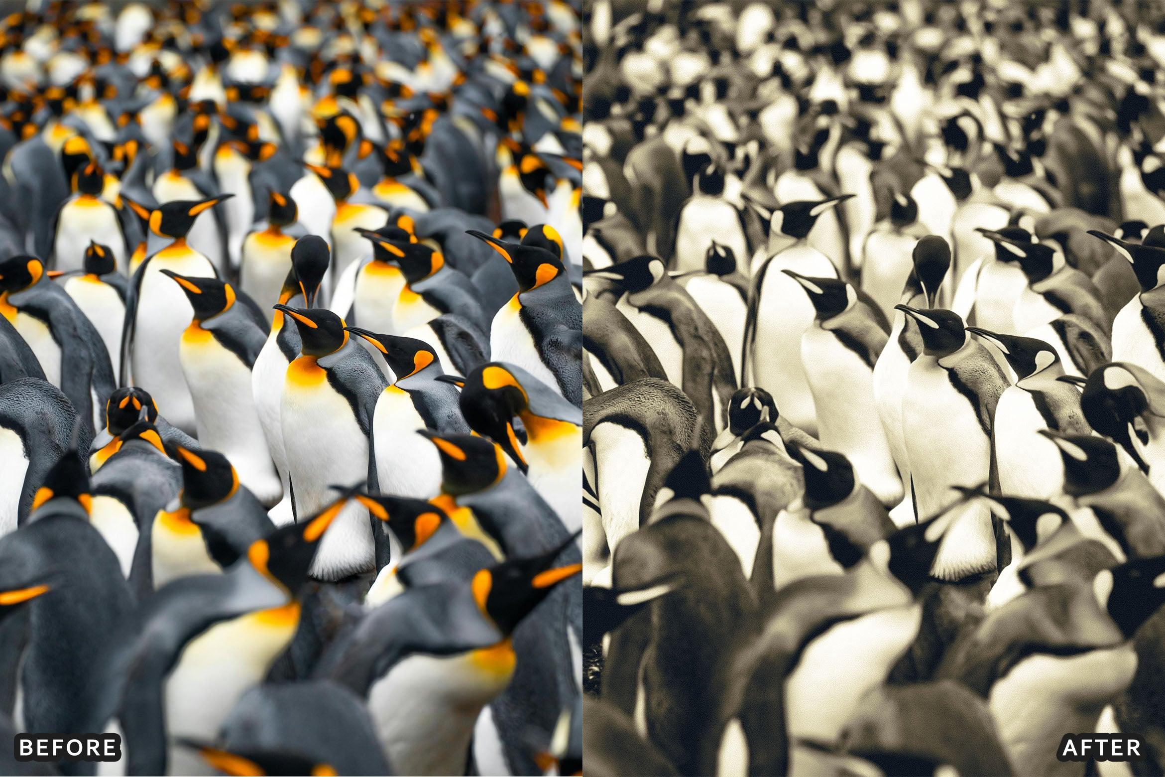 Classic Black and White Lightroom Presets - Lightroom Presets - by AAA Presets