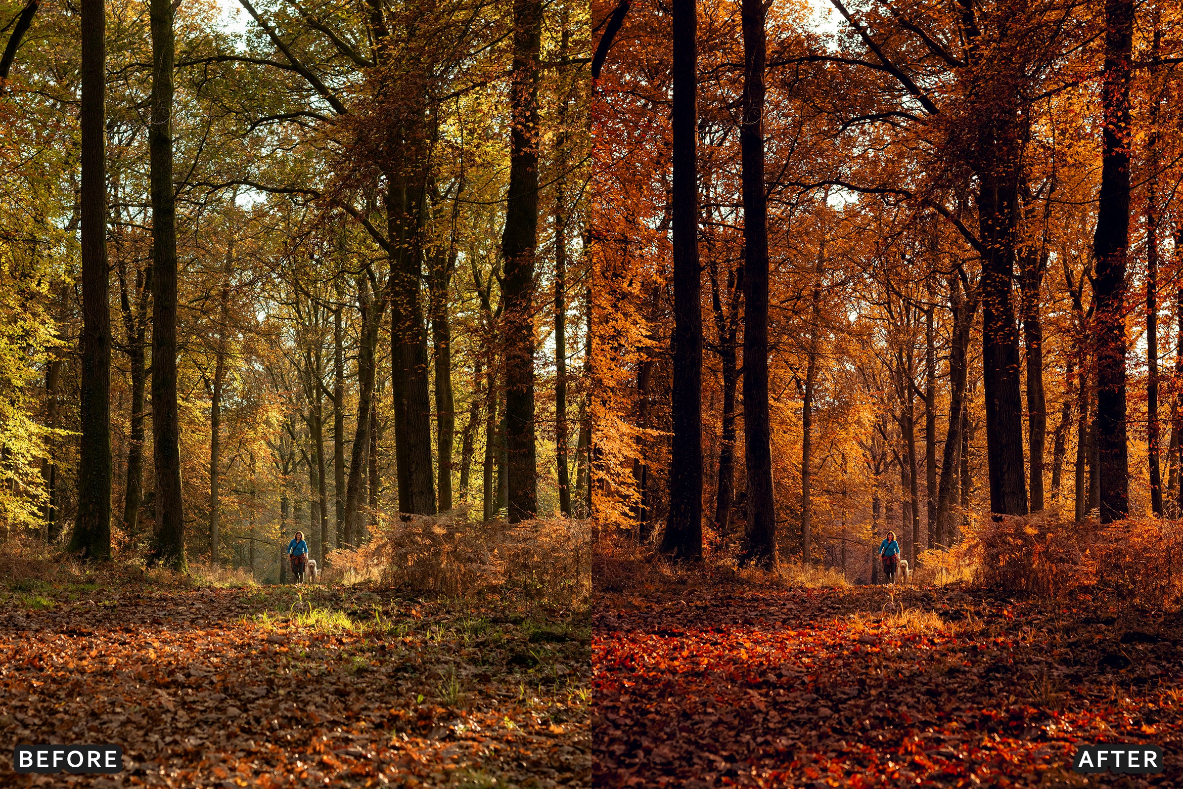 AI-Optimized Golden Fall Forest Lightroom Presets - Lightroom Presets - by AAA Presets