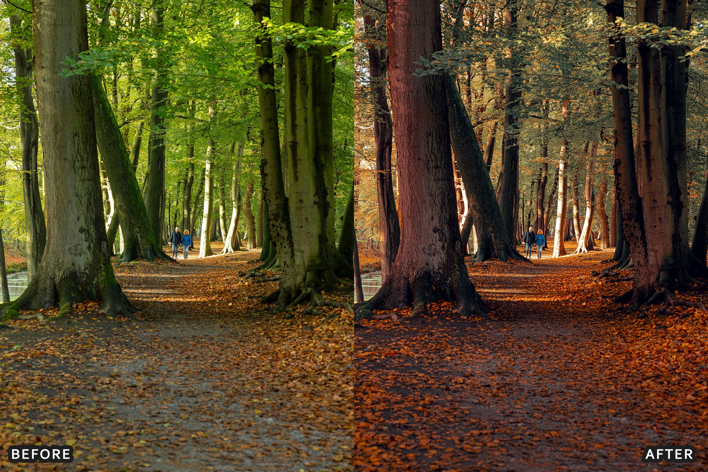 AI-Optimized Golden Fall Forest Lightroom Presets - Lightroom Presets - by AAA Presets