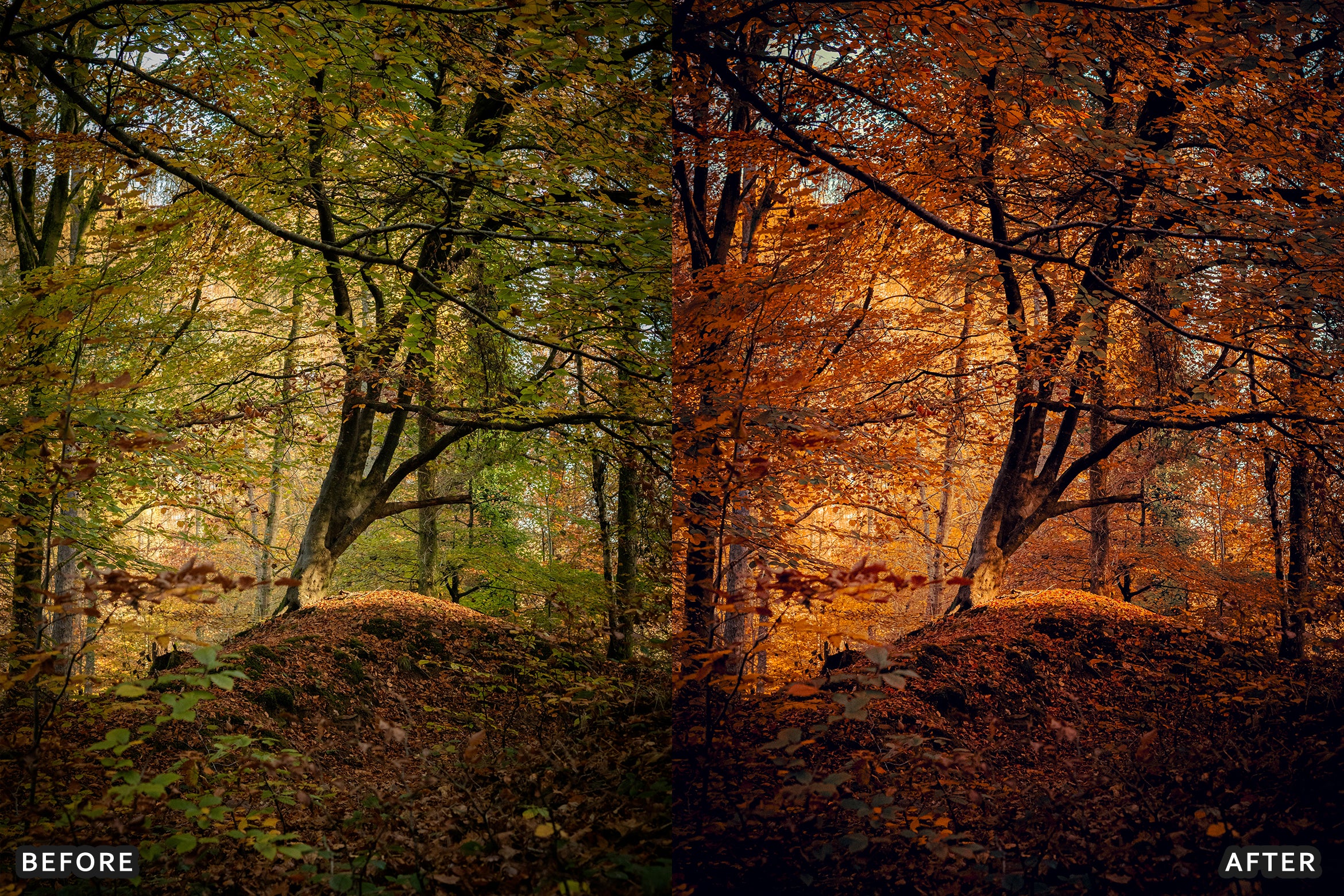 AI-Optimized Golden Fall Forest Lightroom Presets - Lightroom Presets - by AAA Presets