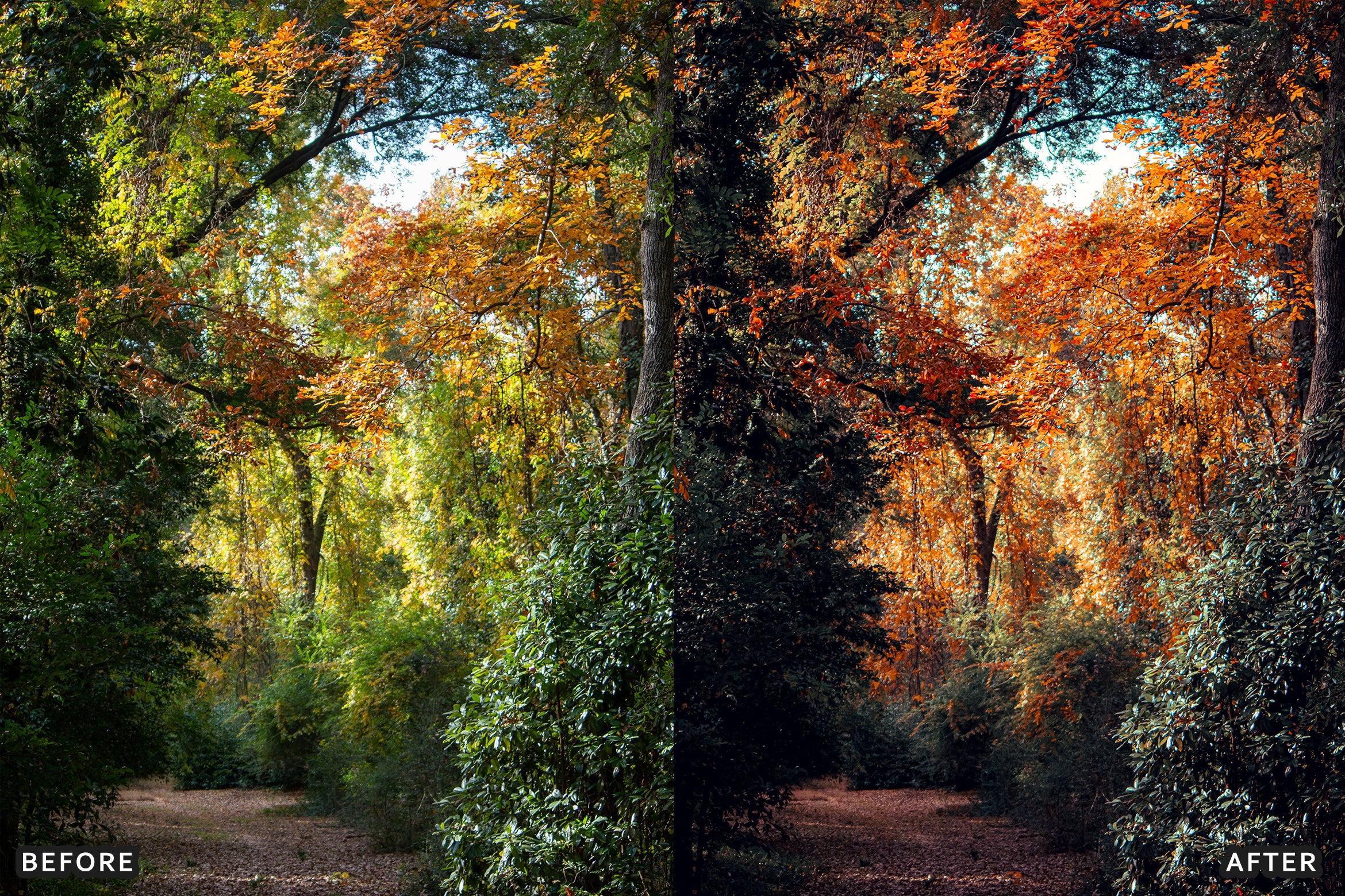 AI-Optimized Golden Fall Forest Lightroom Presets - Lightroom Presets - by AAA Presets