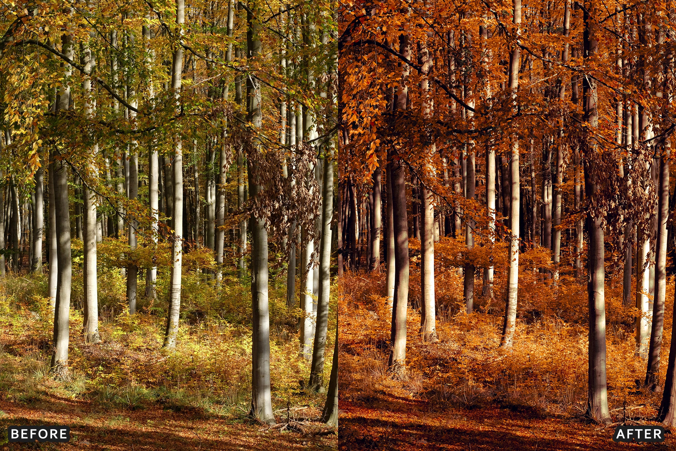 AI-Optimized Golden Fall Forest Lightroom Presets - Lightroom Presets - by AAA Presets