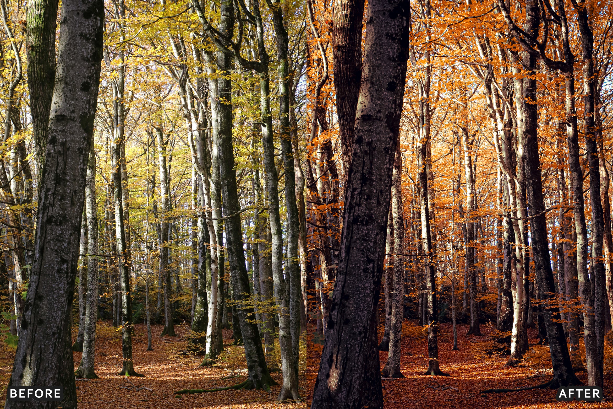 AI-Optimized Golden Fall Forest Lightroom Presets - Lightroom Presets - by AAA Presets