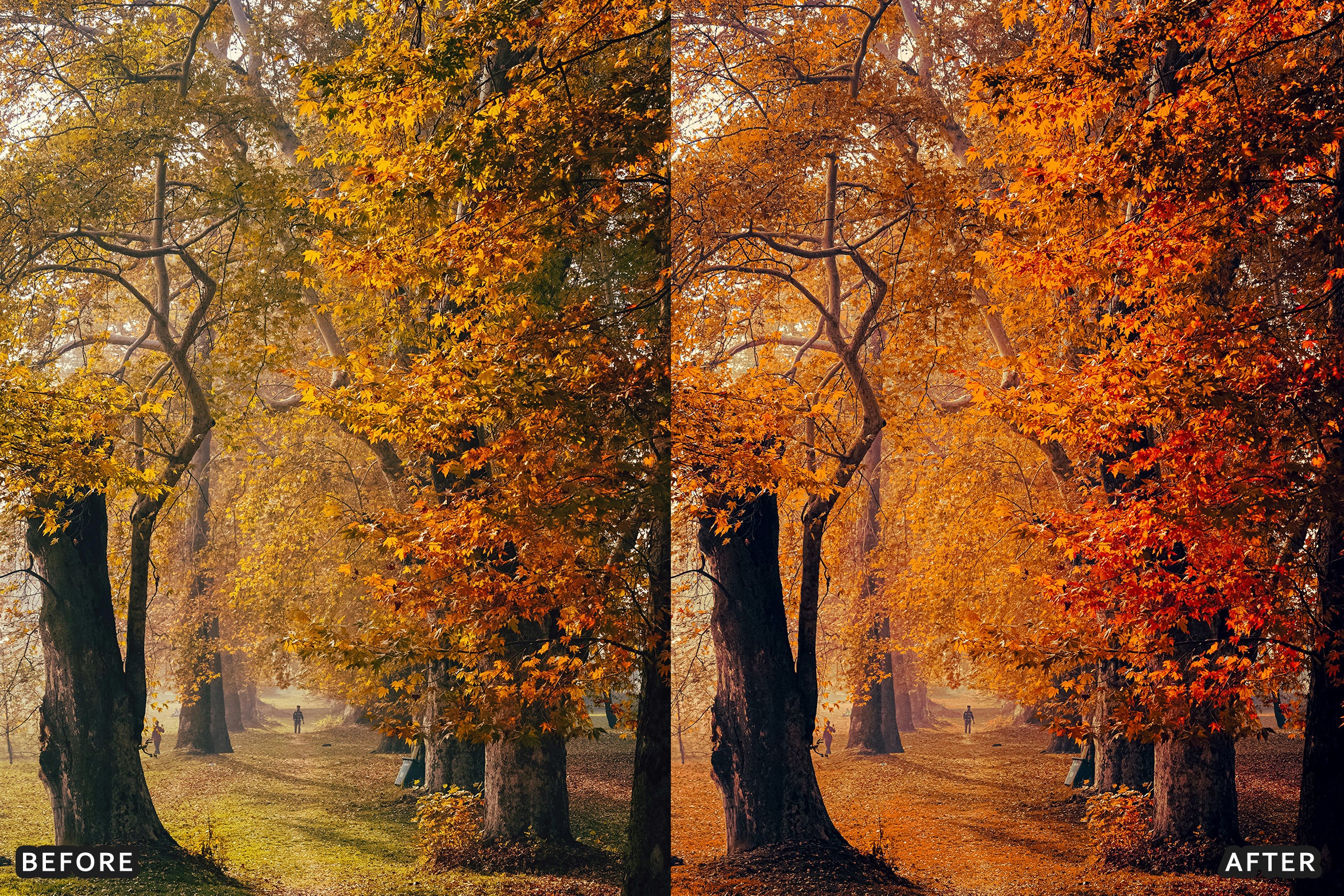 AI-Optimized Golden Fall Forest Lightroom Presets - Lightroom Presets - by AAA Presets