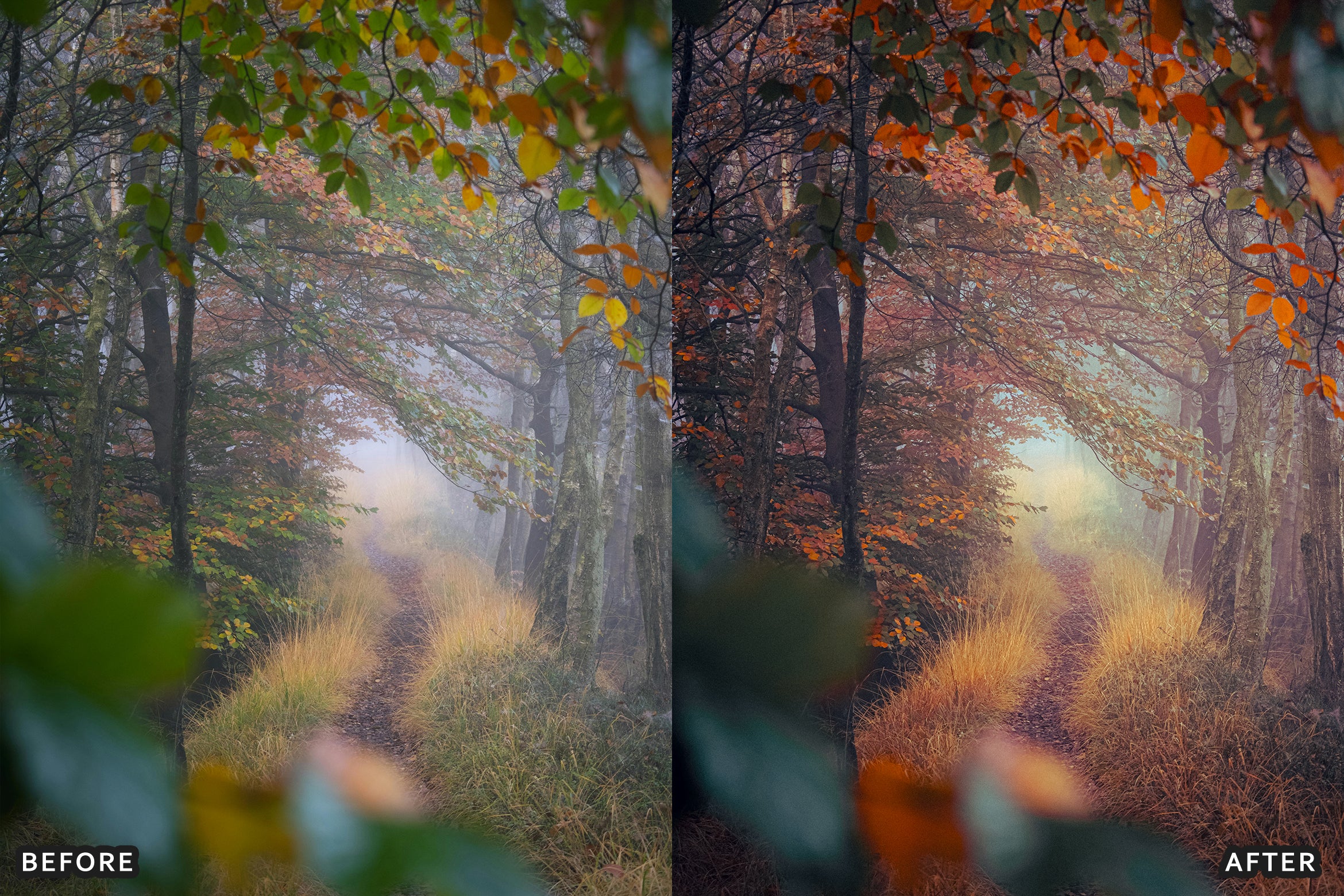 AI-Optimized Golden Fall Forest Lightroom Presets - Lightroom Presets - by AAA Presets