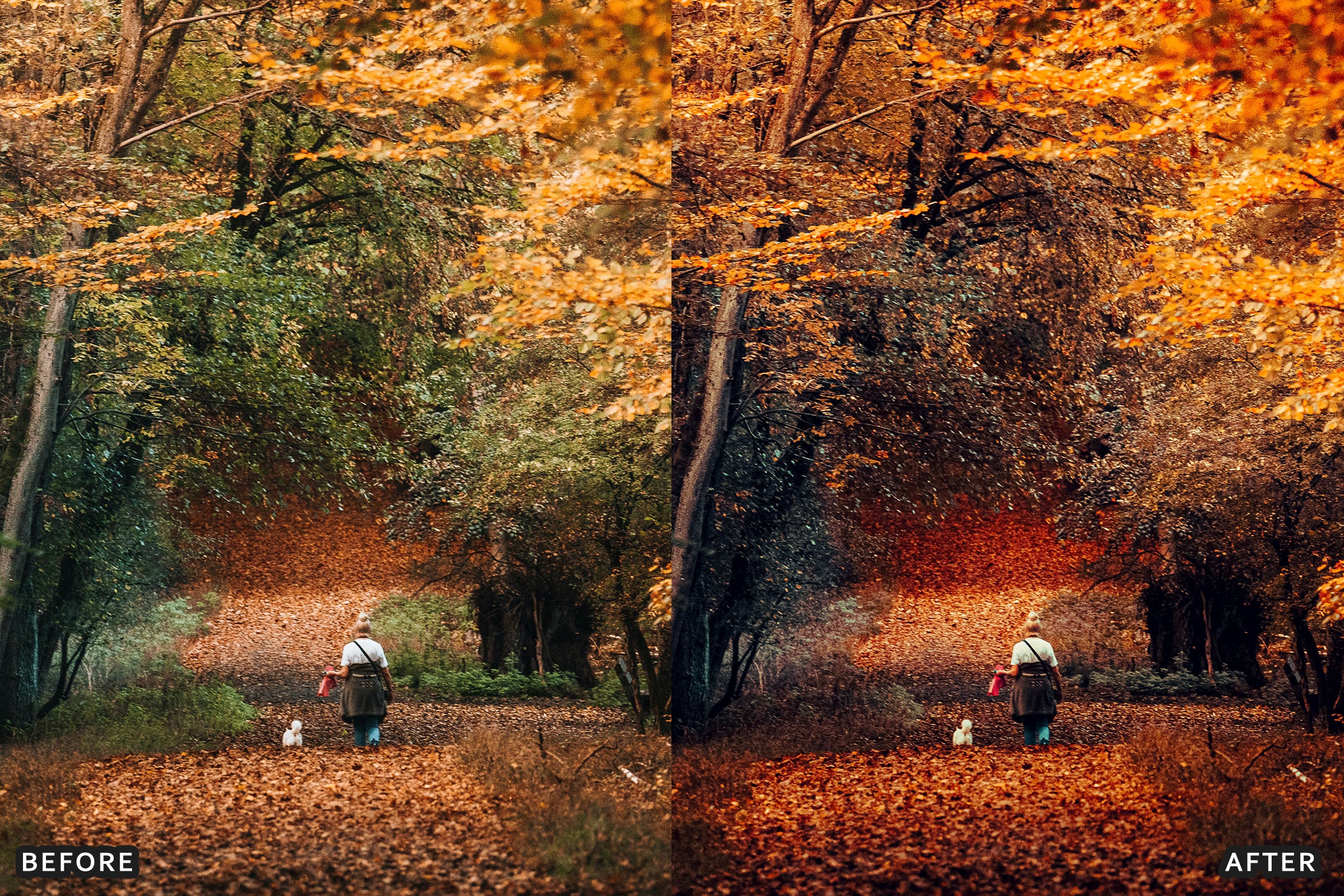 AI-Optimized Golden Fall Forest Lightroom Presets - Lightroom Presets - by AAA Presets