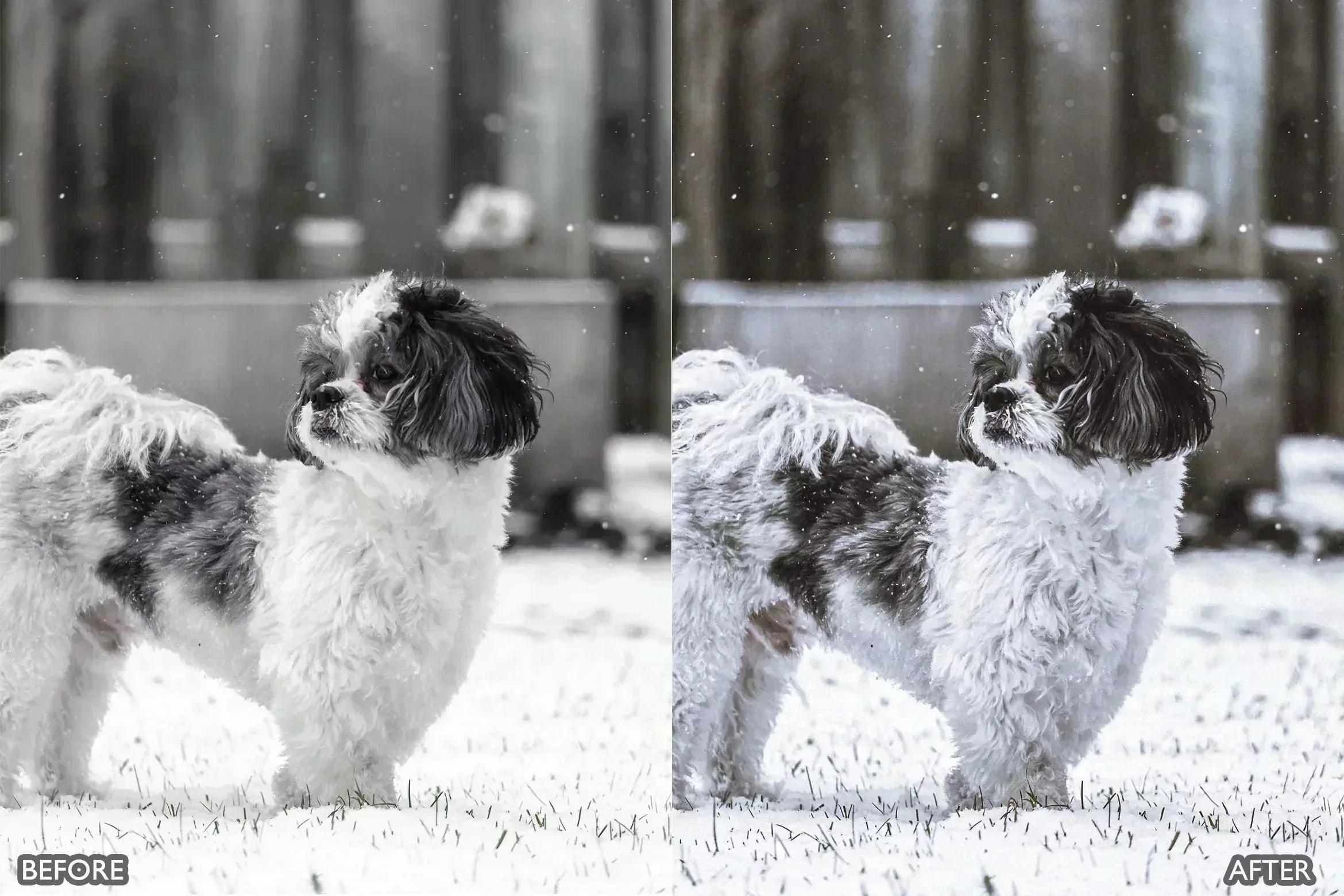 Lightroom Presets for Dog Photography - Lightroom Presets - by AAA Presets