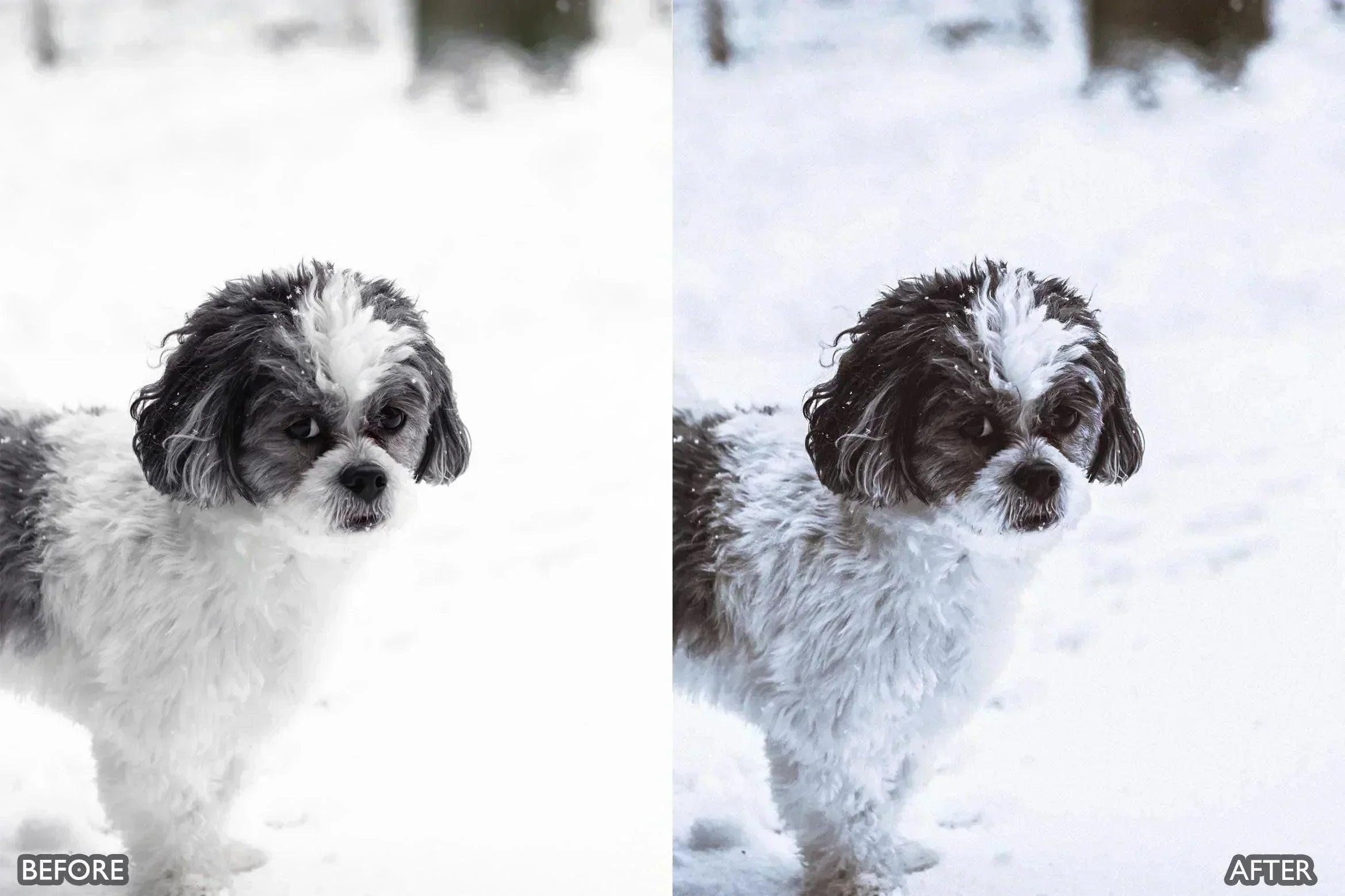 Lightroom Presets for Dog Photography - Lightroom Presets - by AAA Presets