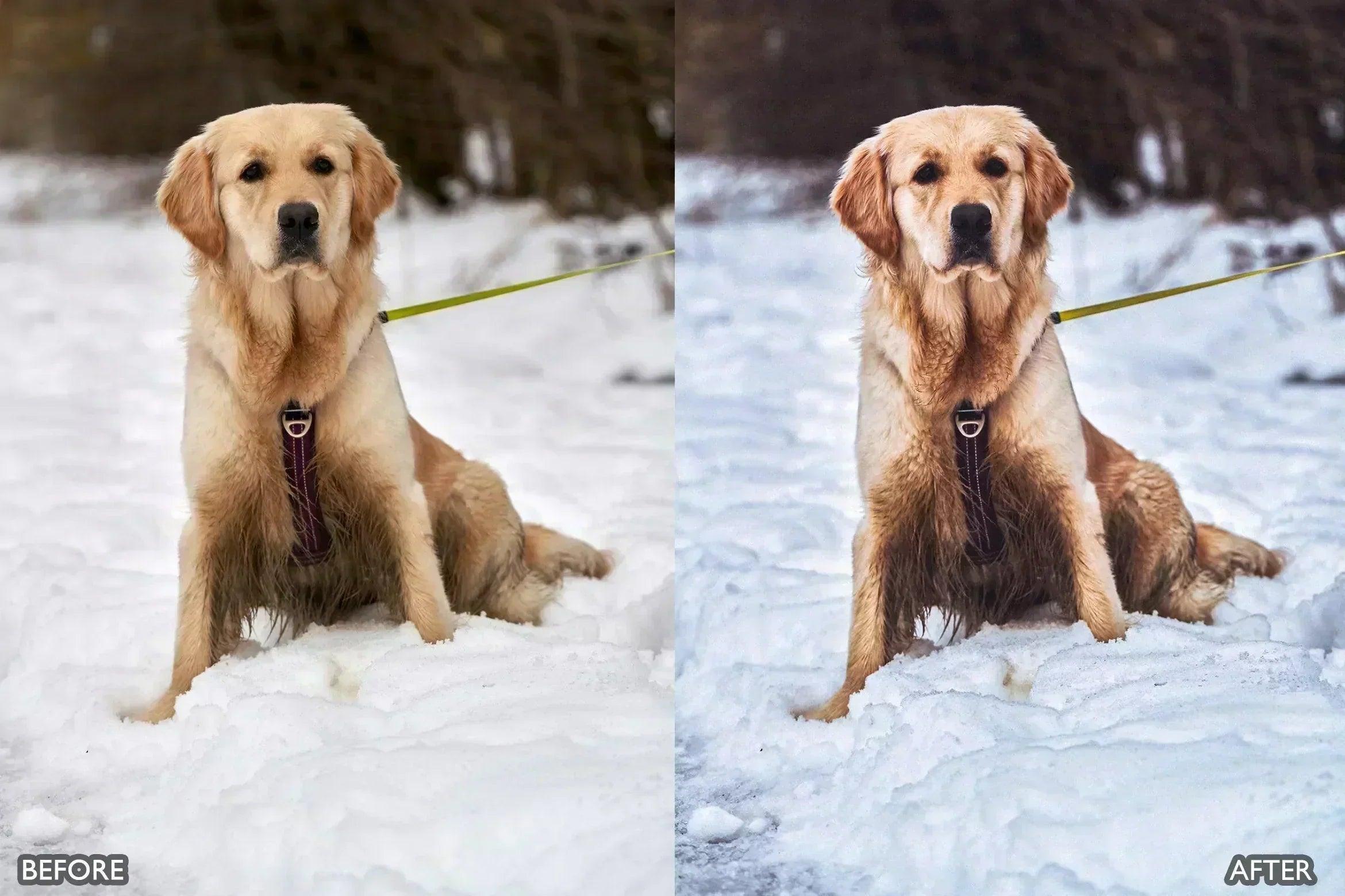 Lightroom Presets for Dog Photography - Lightroom Presets - by AAA Presets