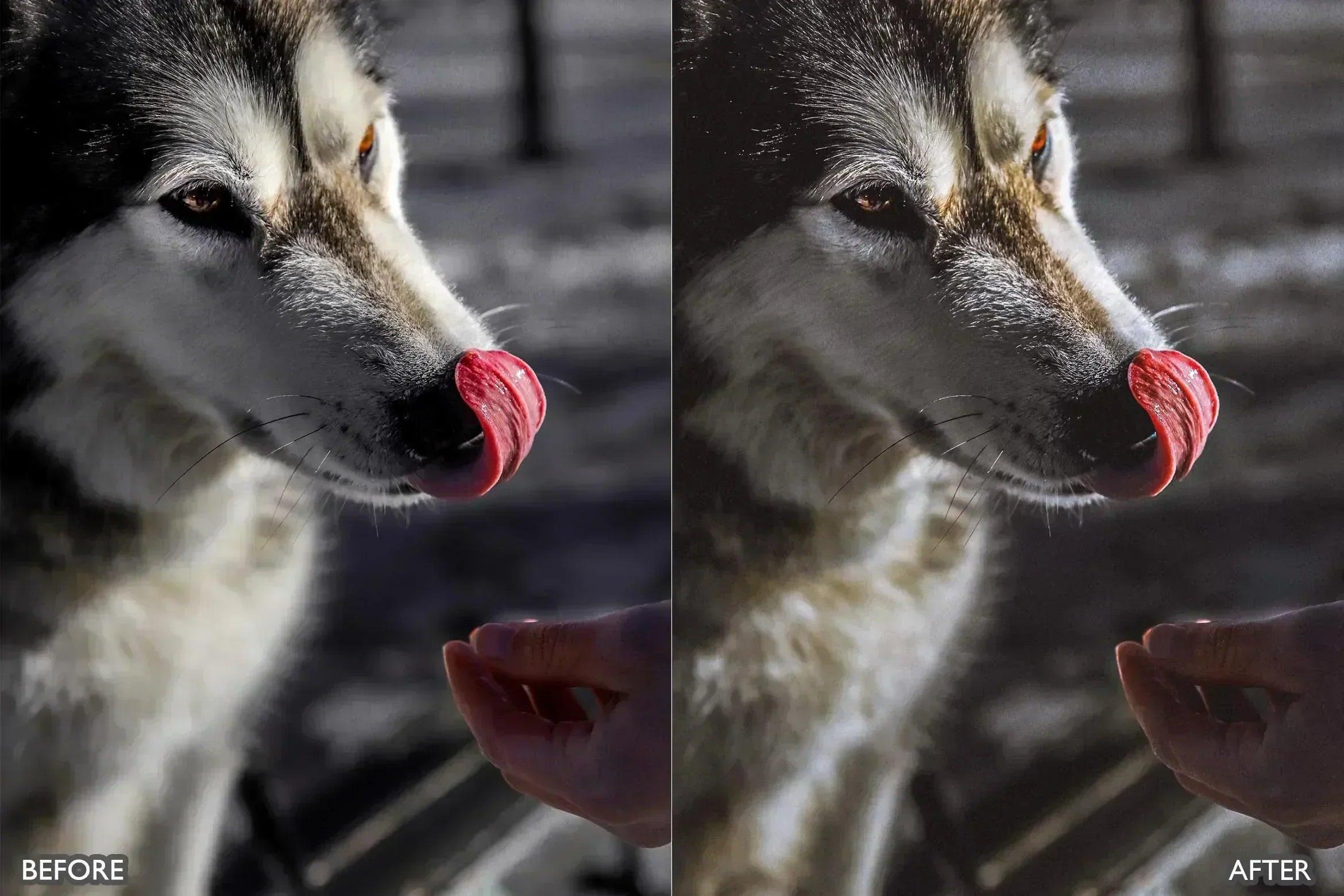 Lightroom Presets for Dog Photography - Lightroom Presets - by AAA Presets