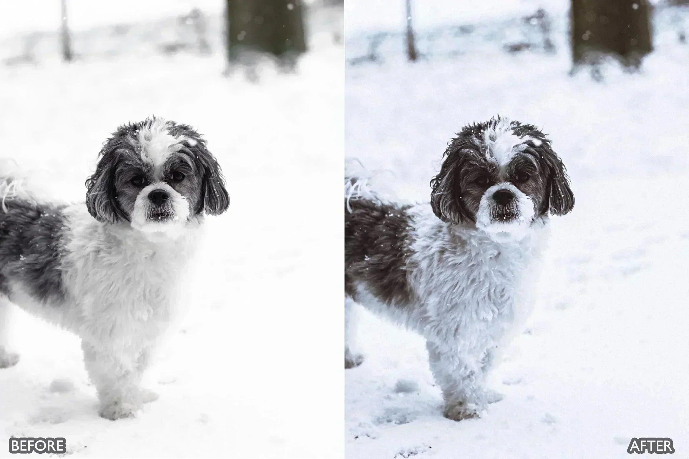 Lightroom Presets for Dog Photography - Lightroom Presets - by AAA Presets