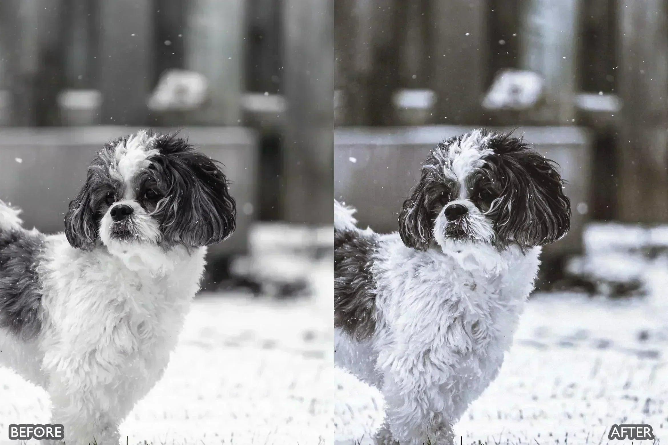 Lightroom Presets for Dog Photography - Lightroom Presets - by AAA Presets