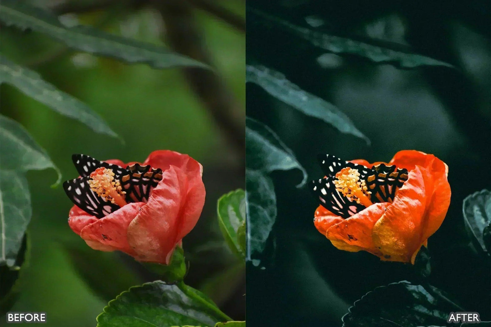 Lightroom Presets For Macro Photos - adobe lightroom presets, instagram presets, lightroom presets, Macro presets, presets before and after, professional lightroom presets - aaapresets.com