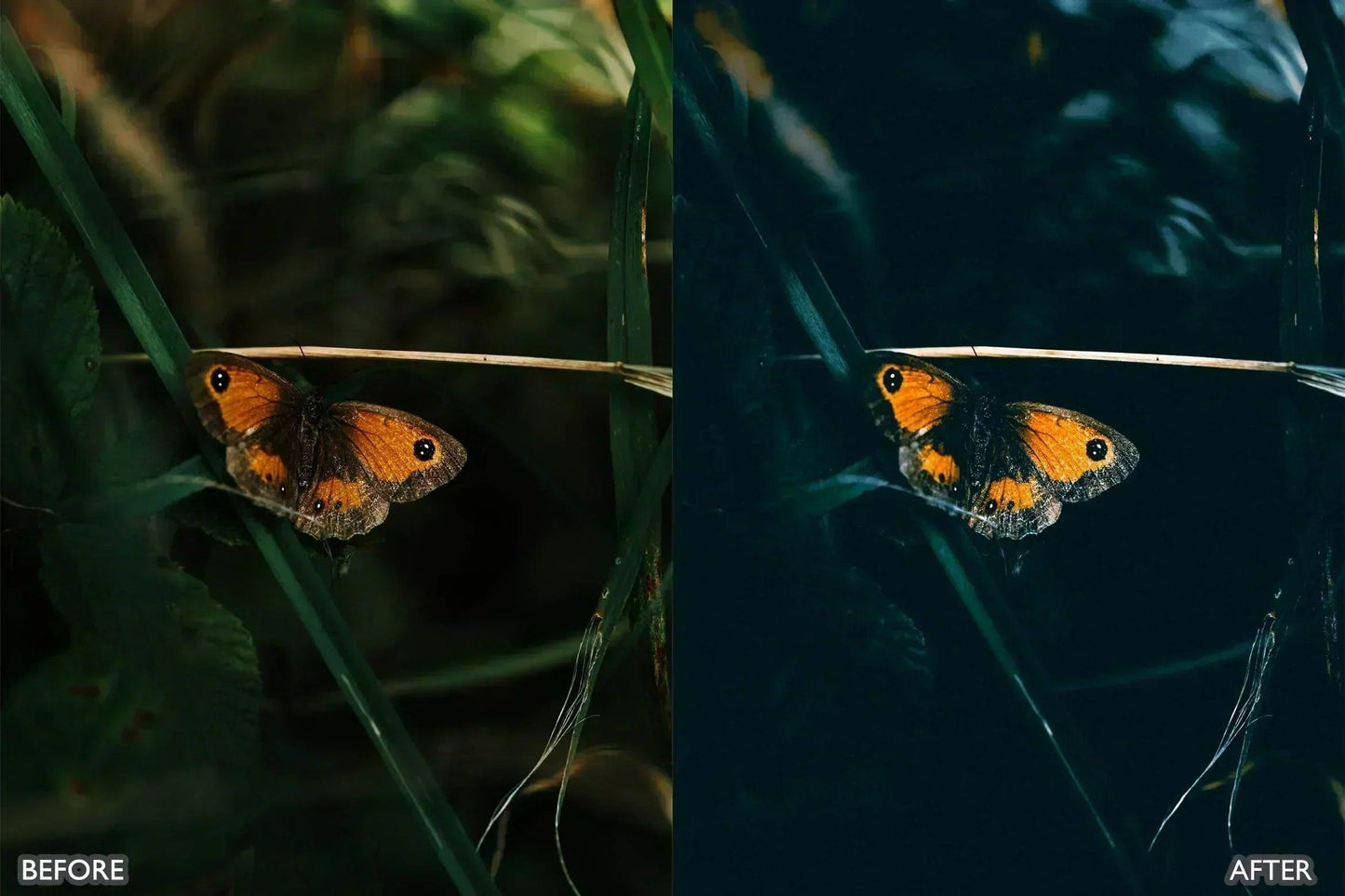 Lightroom Presets For Macro Photos - adobe lightroom presets, instagram presets, lightroom presets, Macro presets, presets before and after, professional lightroom presets - aaapresets.com