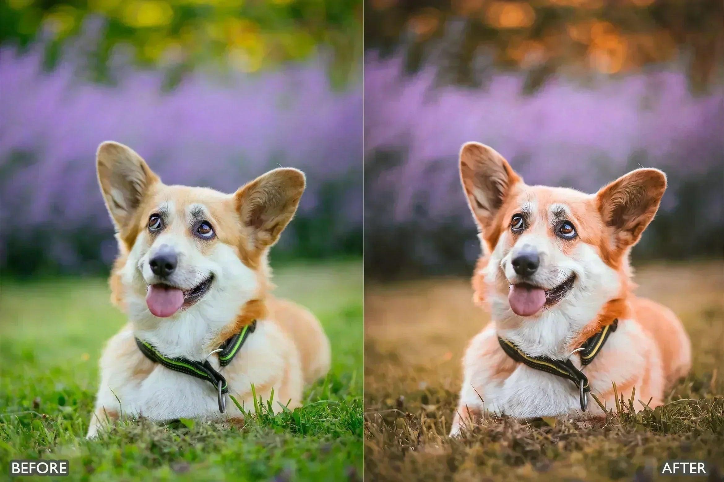 Pet Lovers Lightroom Presets - adobe lightroom presets, Blogger presets, brown presets, Cinematic Presets, cream presets, instagram presets, lightroom presets, Minimalist presets, Portrait presets, presets before and after, professional lightroom presets - aaapresets.com