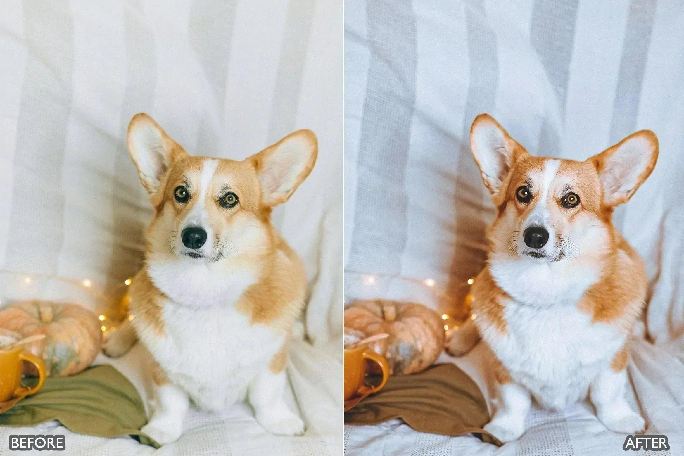 Pet Lovers Lightroom Presets - adobe lightroom presets, Blogger presets, brown presets, Cinematic Presets, cream presets, instagram presets, lightroom presets, Minimalist presets, Portrait presets, presets before and after, professional lightroom presets - aaapresets.com