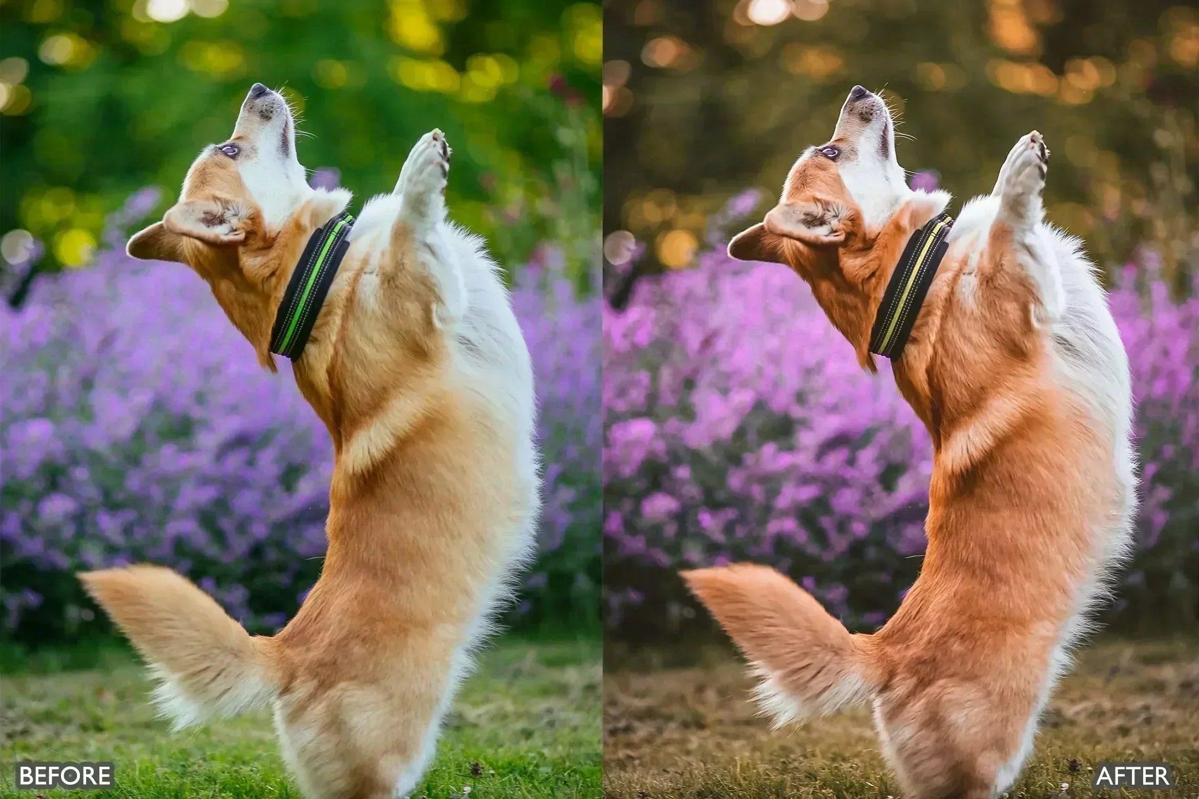 Pet Lovers Lightroom Presets - Lightroom Presets - by AAA Presets