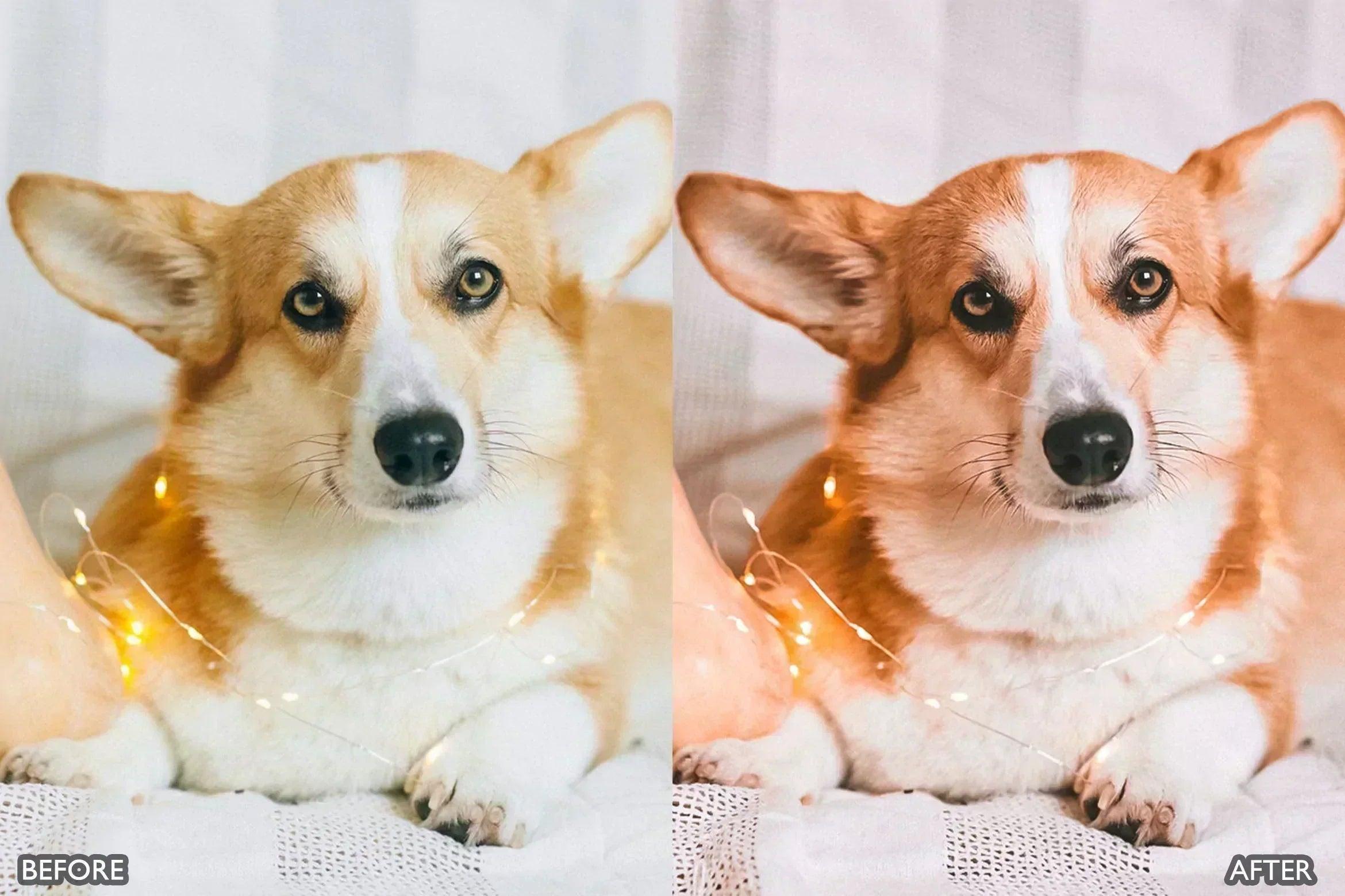 Pet Lovers Lightroom Presets - adobe lightroom presets, Blogger presets, brown presets, Cinematic Presets, cream presets, instagram presets, lightroom presets, Minimalist presets, Portrait presets, presets before and after, professional lightroom presets - aaapresets.com