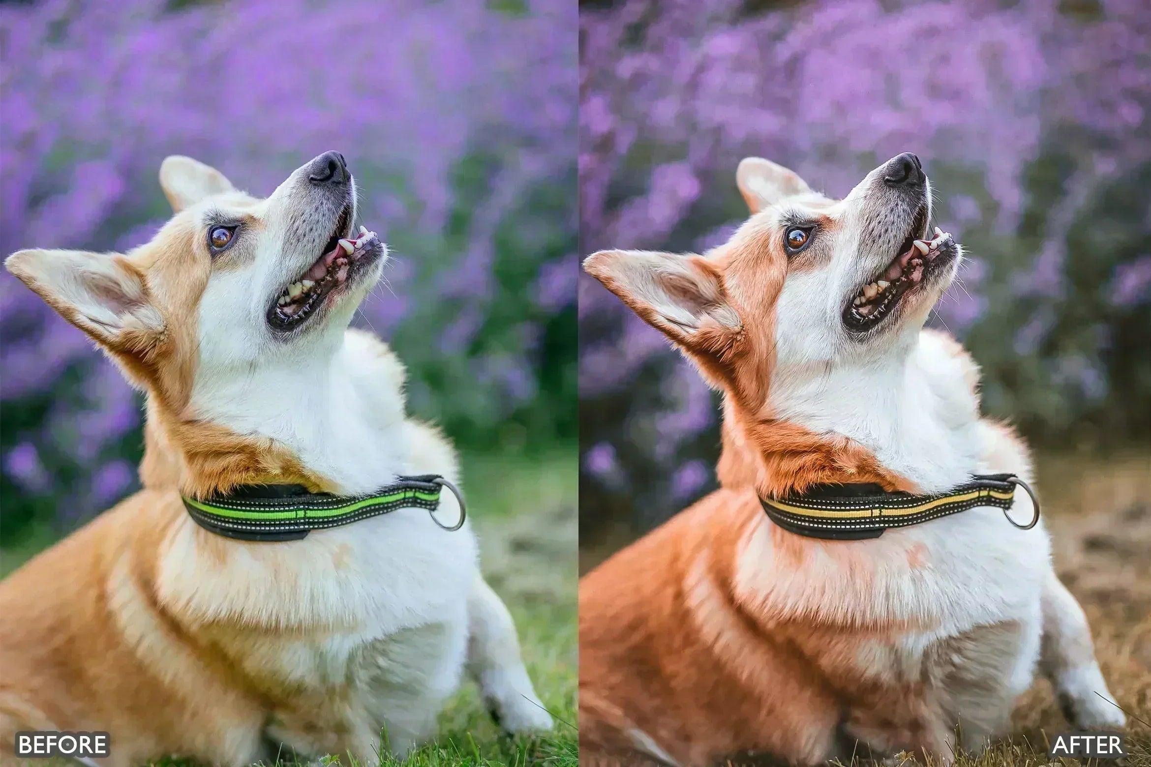 Pet Lovers Lightroom Presets - adobe lightroom presets, Blogger presets, brown presets, Cinematic Presets, cream presets, instagram presets, lightroom presets, Minimalist presets, Portrait presets, presets before and after, professional lightroom presets - aaapresets.com