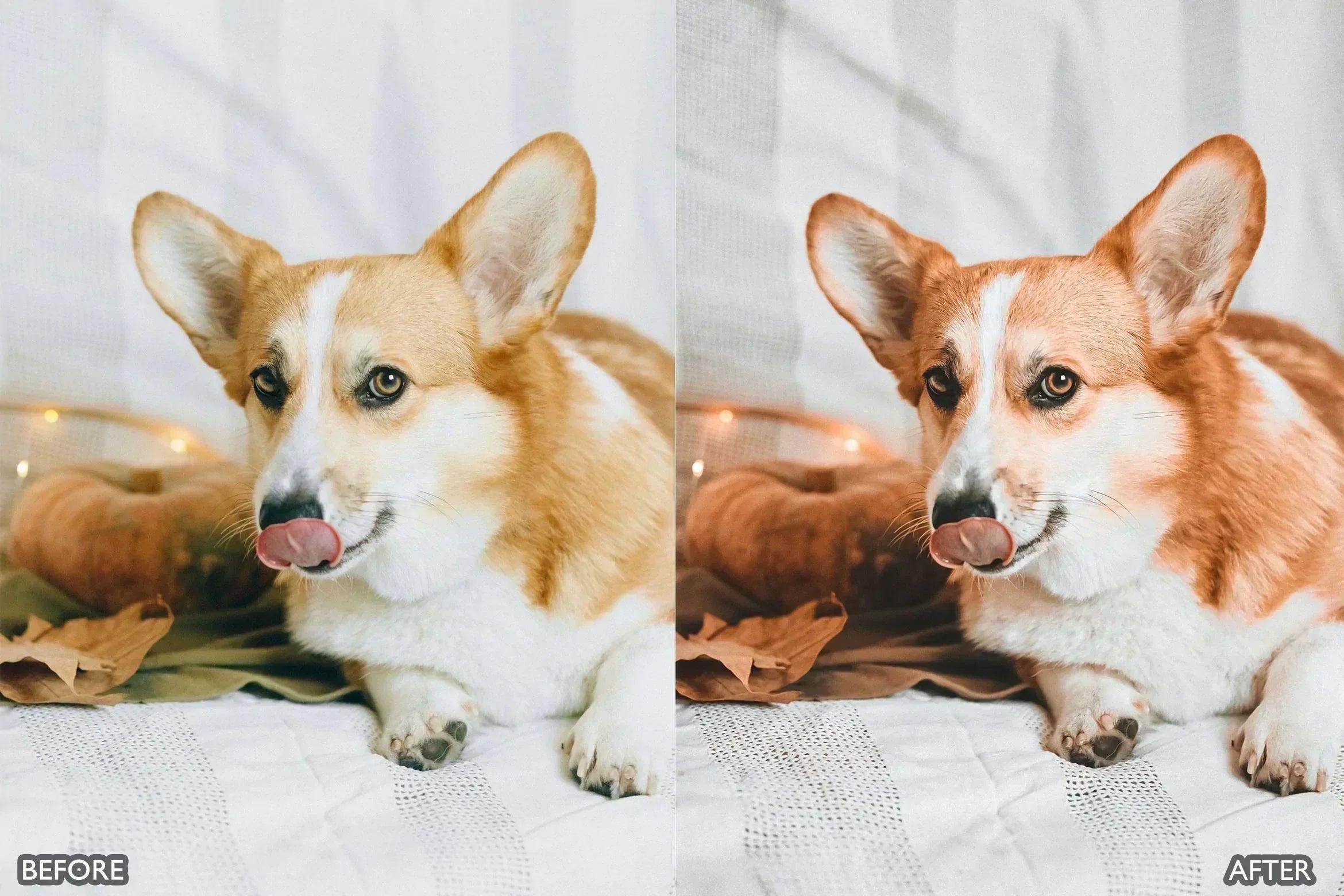 Pet Lovers Lightroom Presets - Lightroom Presets - by AAA Presets