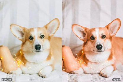 Pet Lovers Lightroom Presets - adobe lightroom presets, Blogger presets, brown presets, Cinematic Presets, cream presets, instagram presets, lightroom presets, Minimalist presets, Portrait presets, presets before and after, professional lightroom presets - aaapresets.com