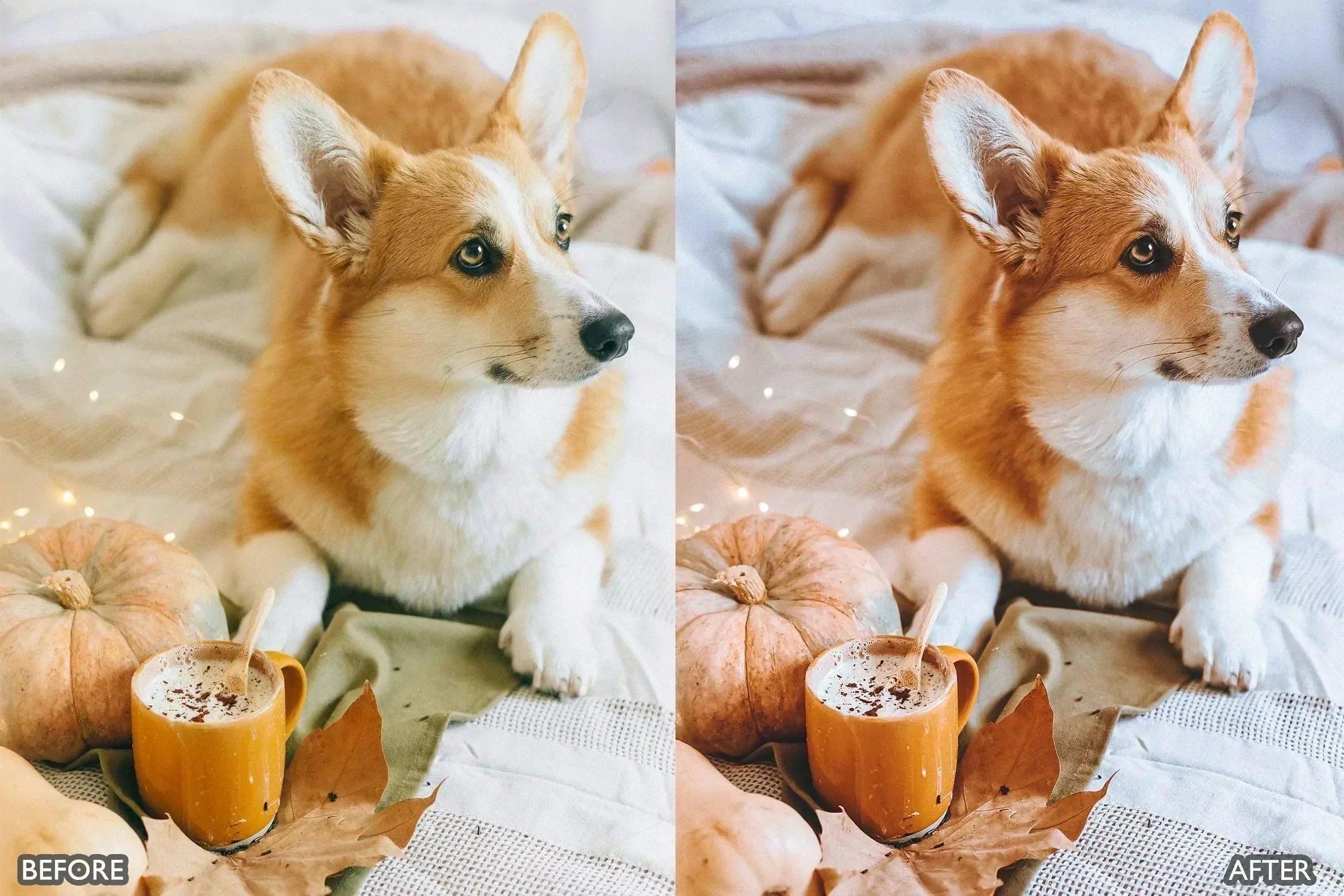 Pet Lovers Lightroom Presets - Lightroom Presets - by AAA Presets