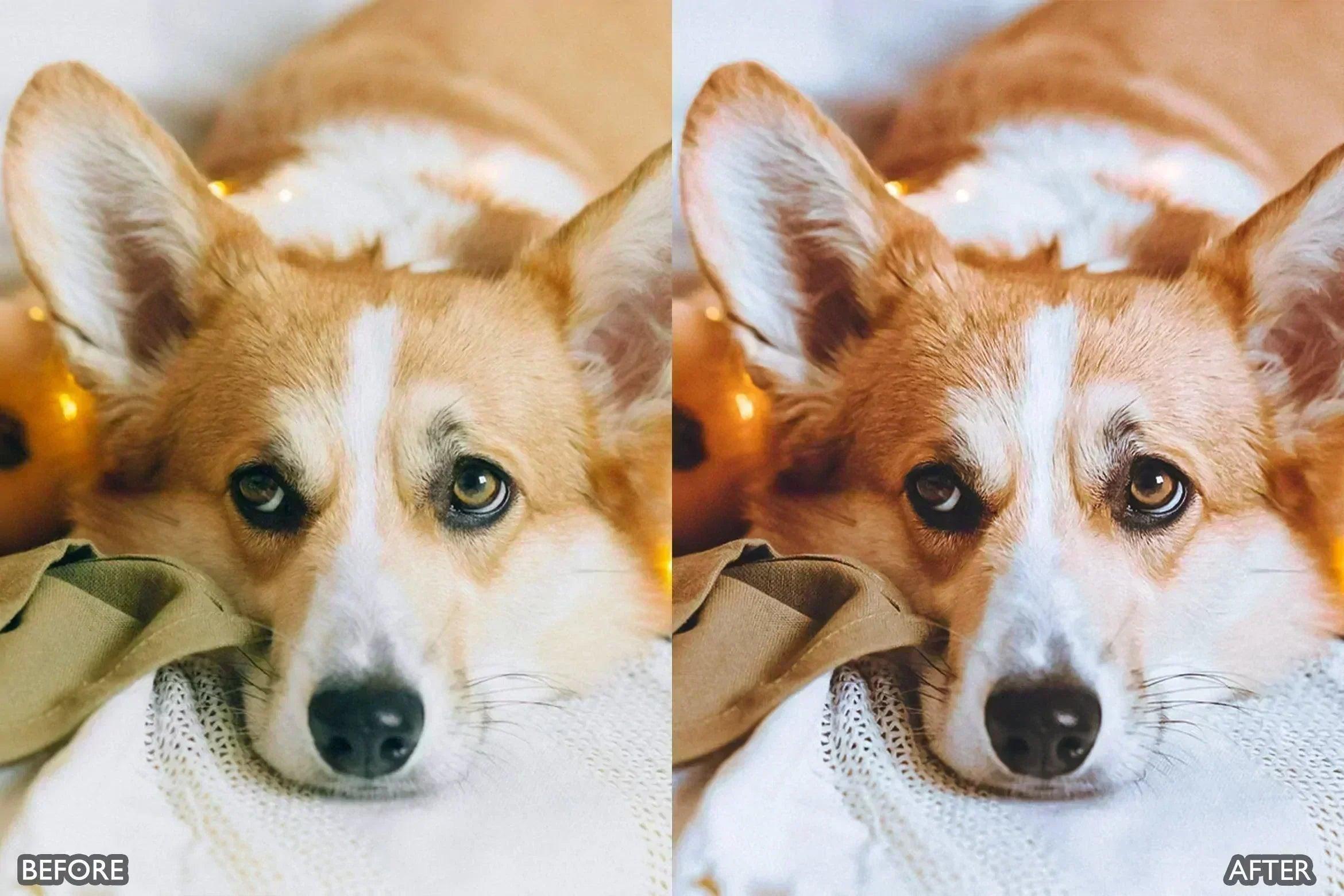 Pet Lovers Lightroom Presets - Lightroom Presets - by AAA Presets