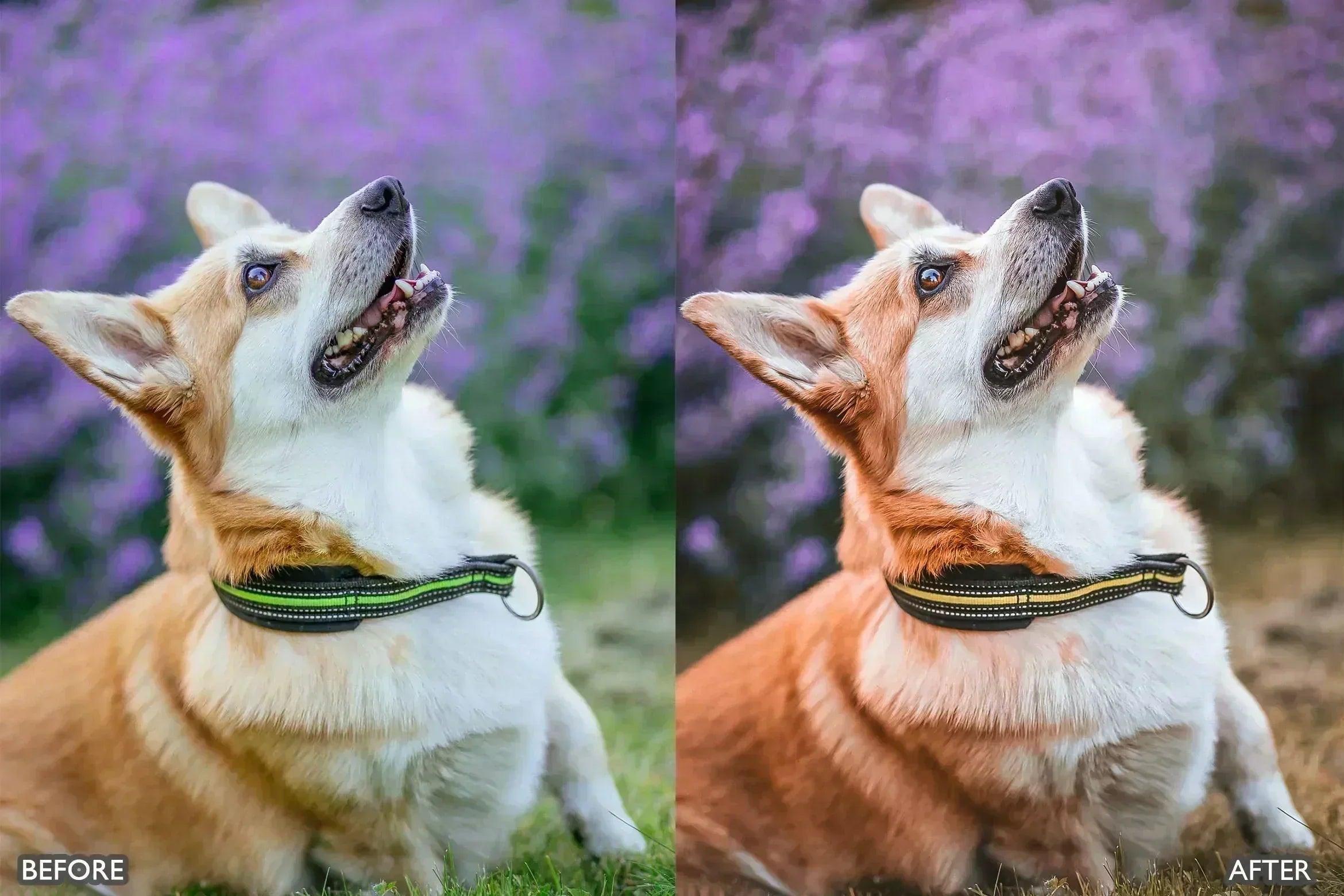Pet Lovers Lightroom Presets - Lightroom Presets - by AAA Presets