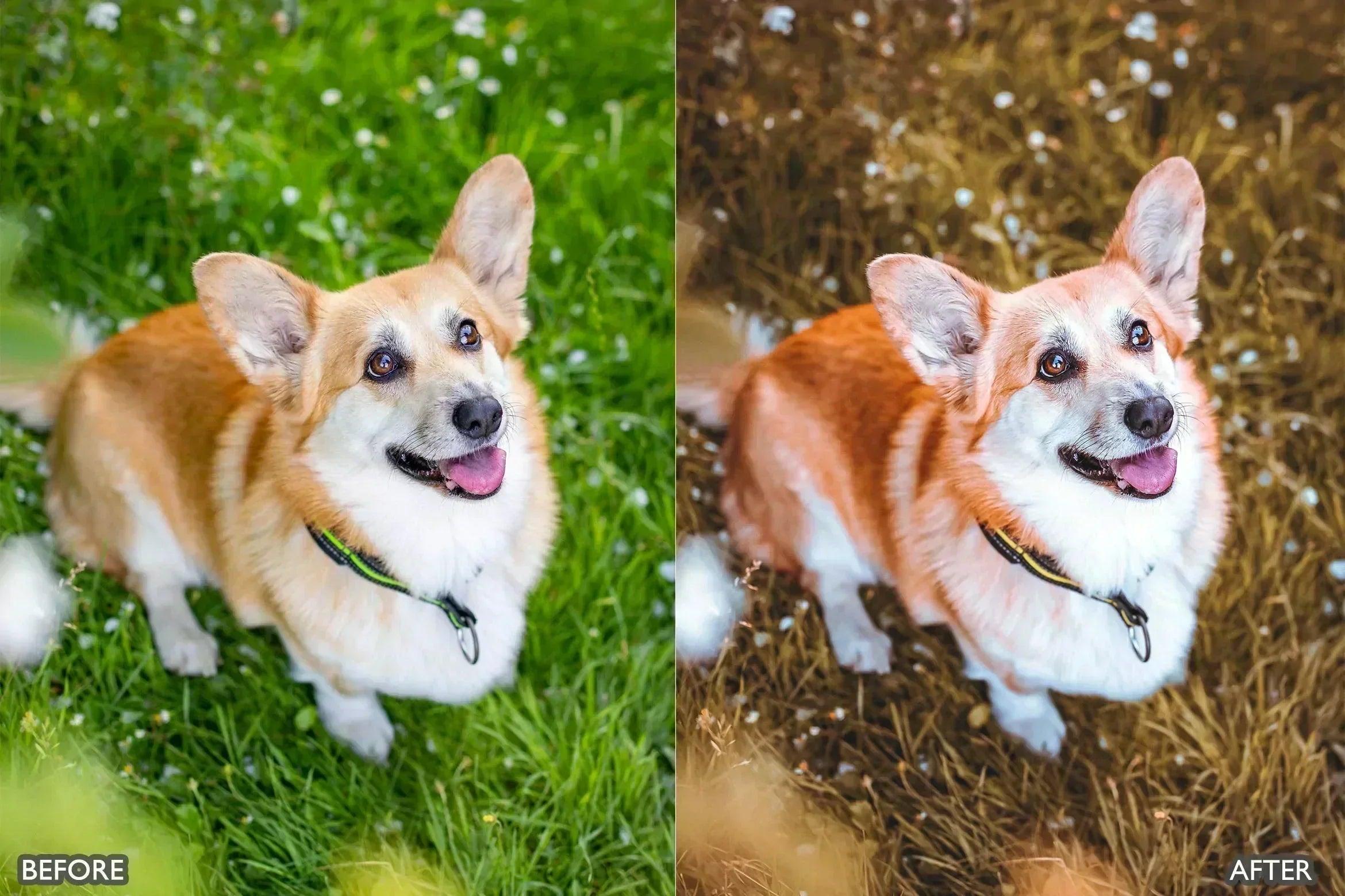 Pet Lovers Lightroom Presets - adobe lightroom presets, Blogger presets, brown presets, Cinematic Presets, cream presets, instagram presets, lightroom presets, Minimalist presets, Portrait presets, presets before and after, professional lightroom presets - aaapresets.com